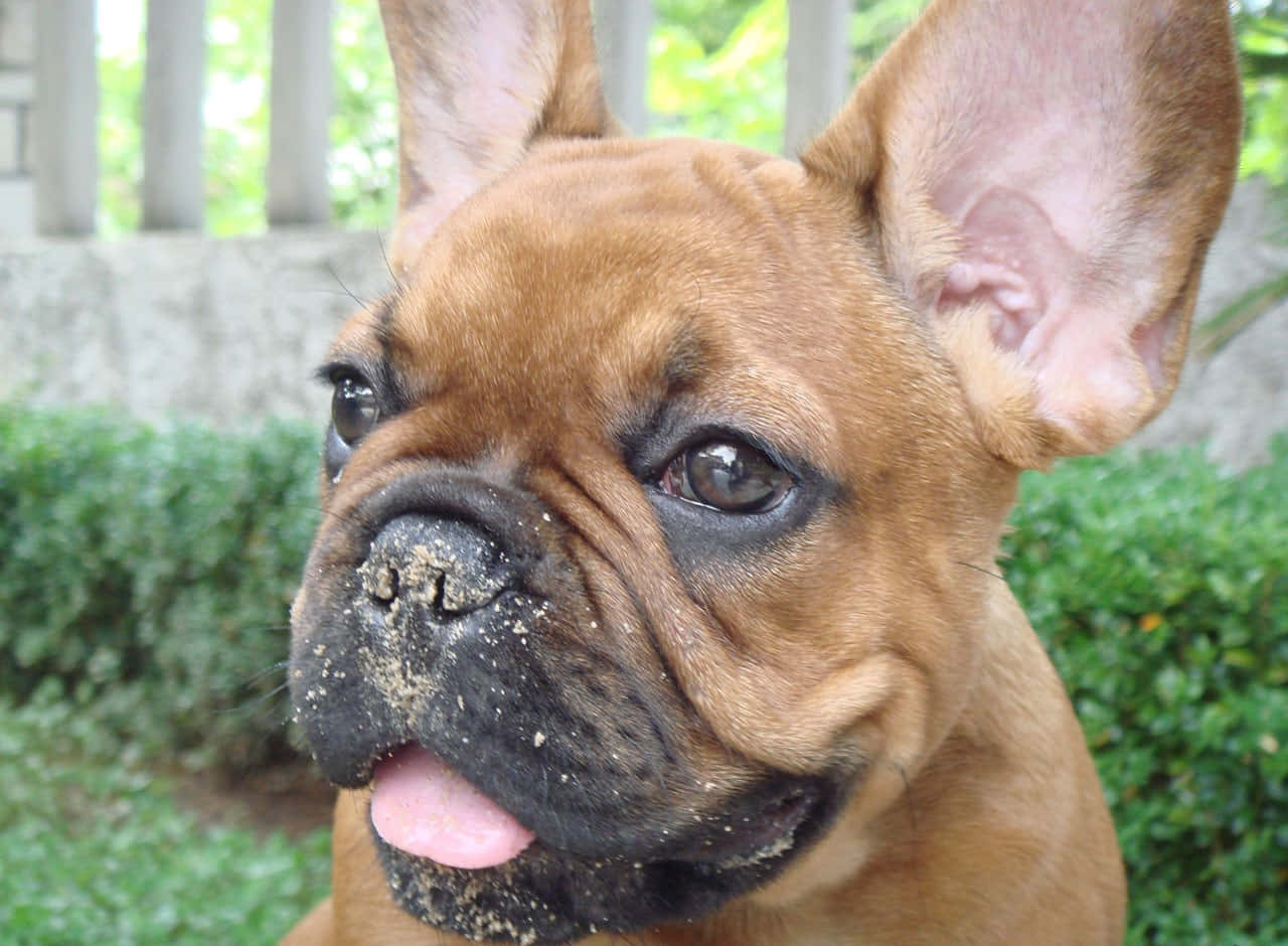 brown French bulldog, sandy nose, tongue out, HD Desktop Wallpaper