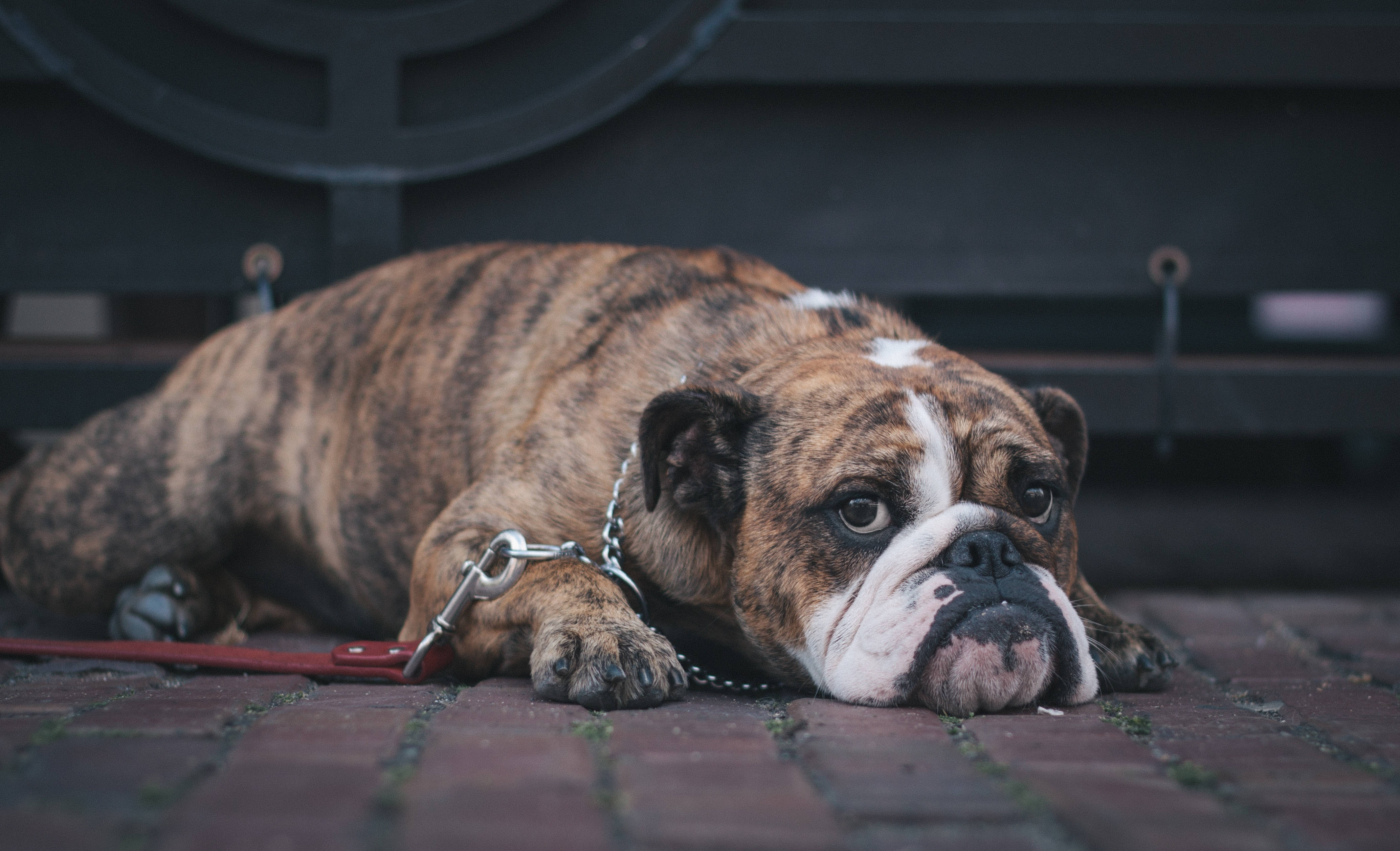 Cheetah Print English Bulldog, brindle and white bulldog, red brick pavement, 4K Desktop Wallpaper