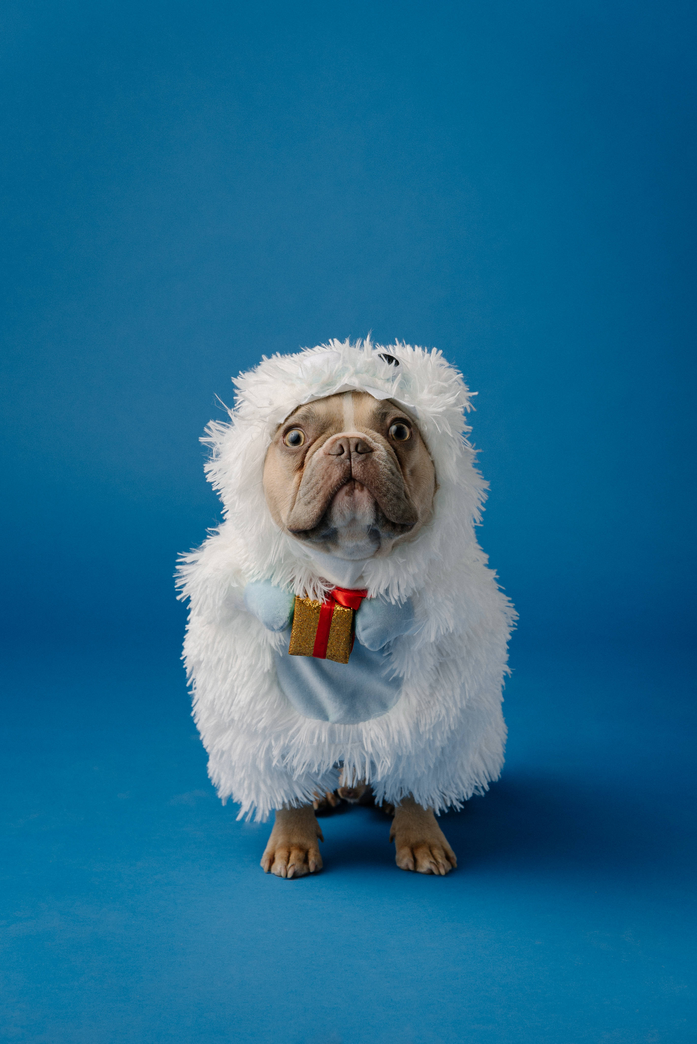 Bulldog, abominable snowman costume, fluffy white sheep costume, 4K Phone Wallpaper