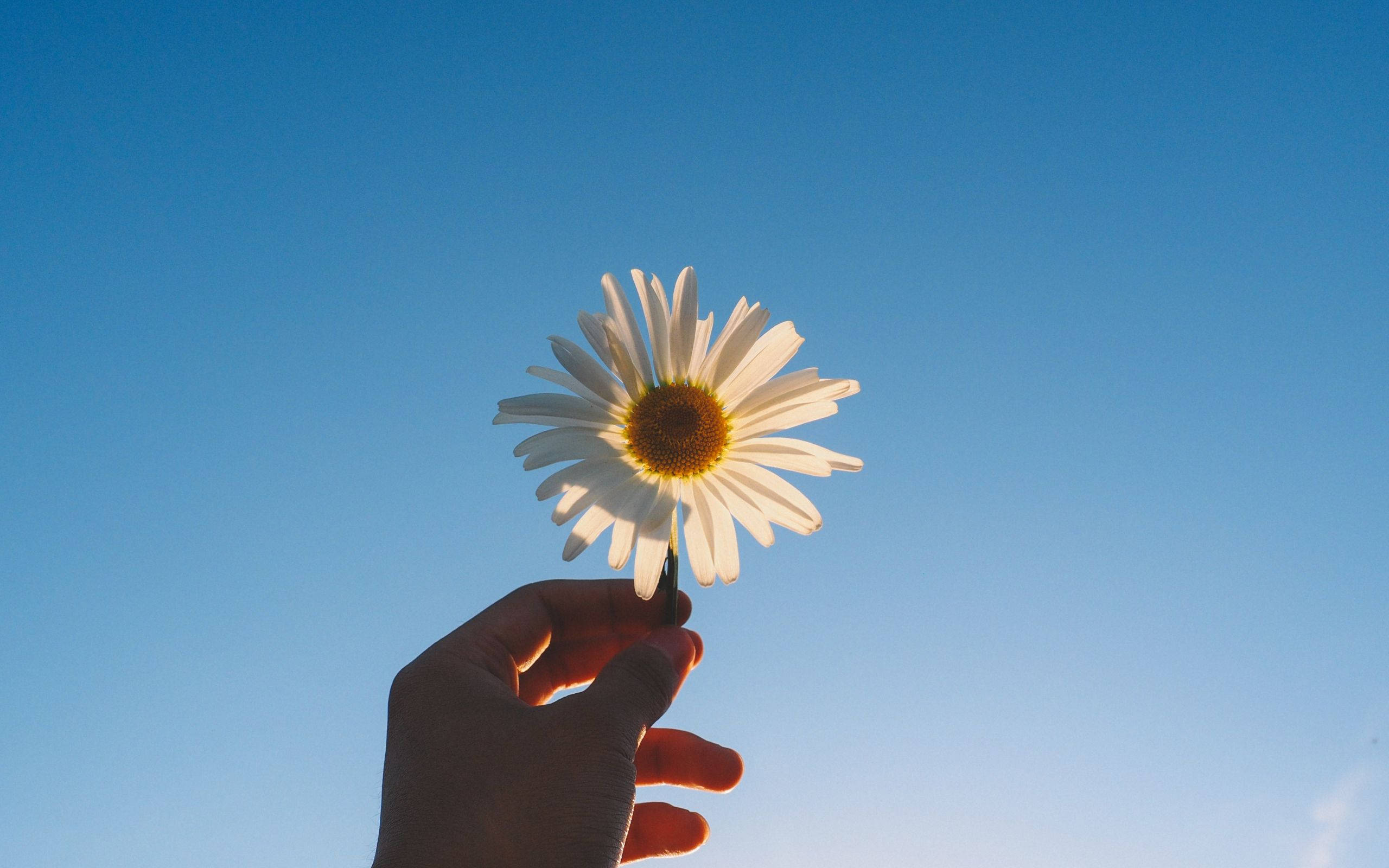 Bunga, daisy, clear blue sky, 2K Desktop Wallpaper