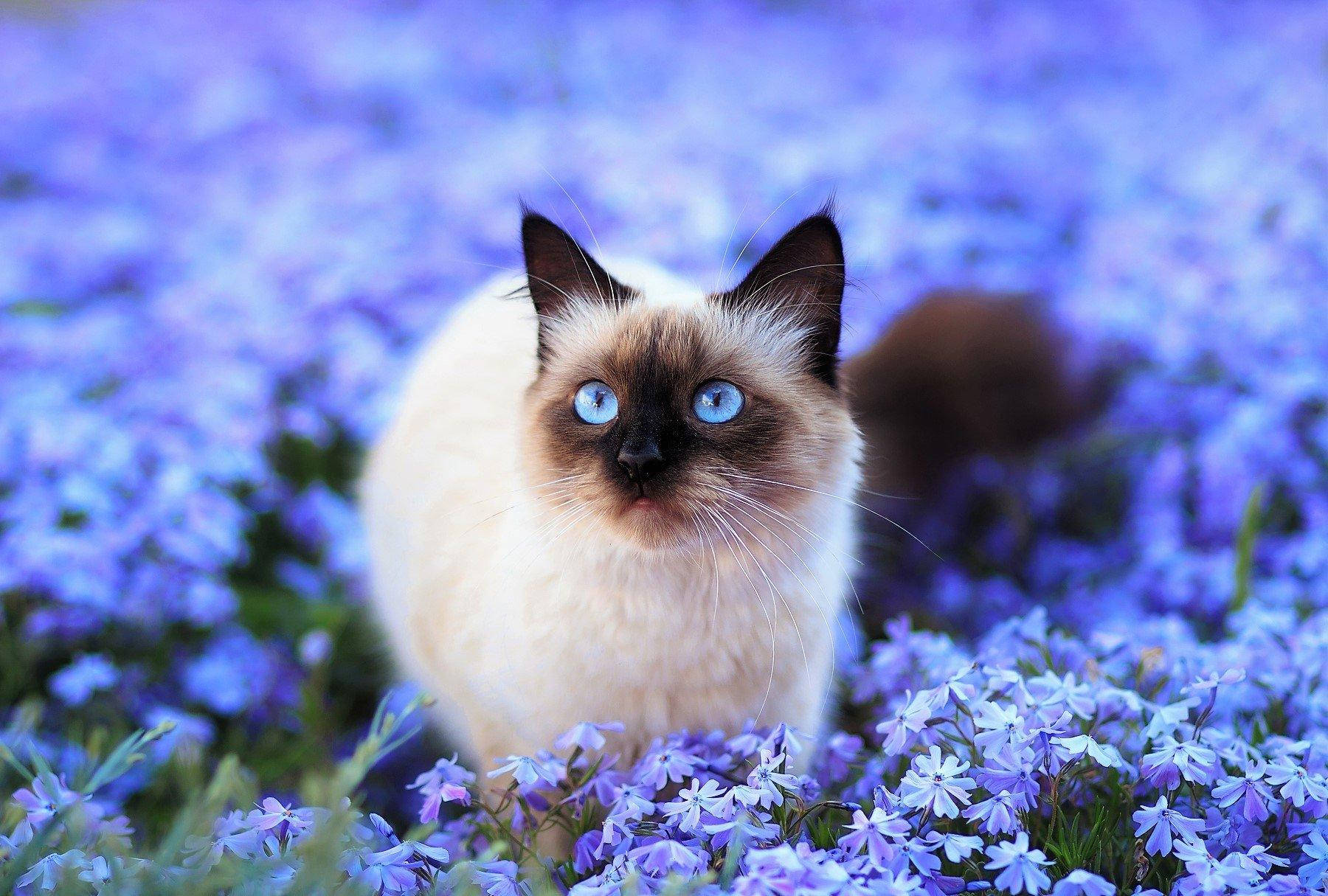 white cat, purple bunga, siamese cat, HD Desktop Wallpaper