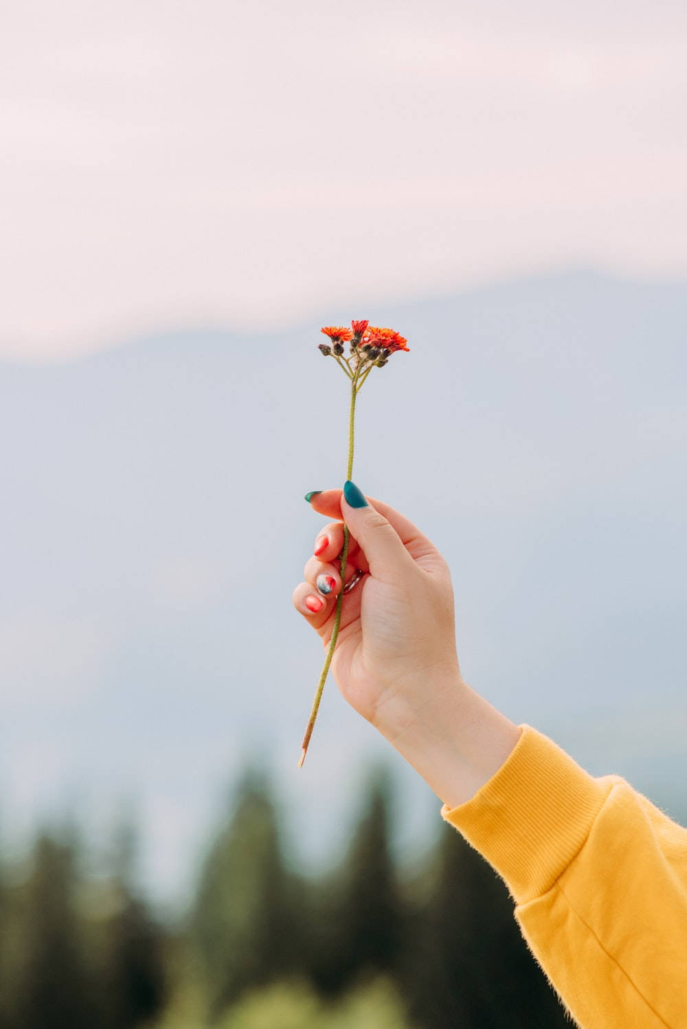 Bunga, yellow sweater, red flower, HD Phone Wallpaper