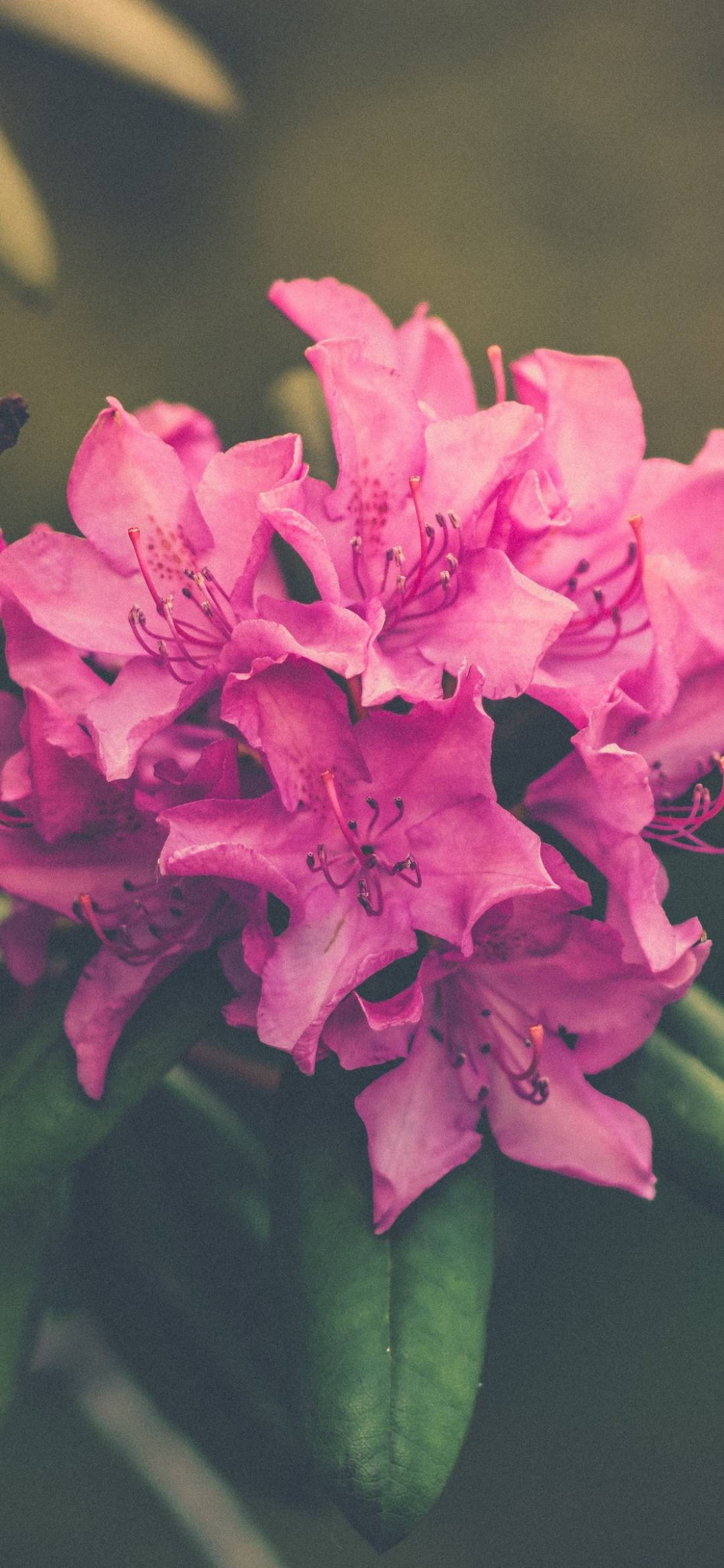 pink rhododendron flower, blossoms, delicate stamens, Full HD Phone Wallpaper