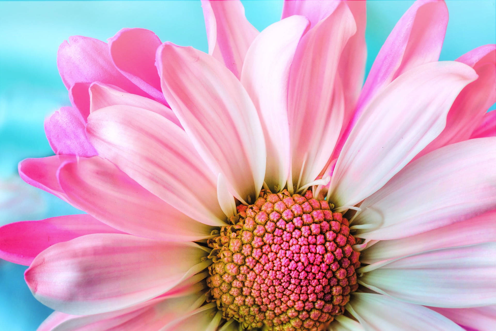 pink bunga, vibrant pink daisy, delicate petals, Full HD Desktop Wallpaper