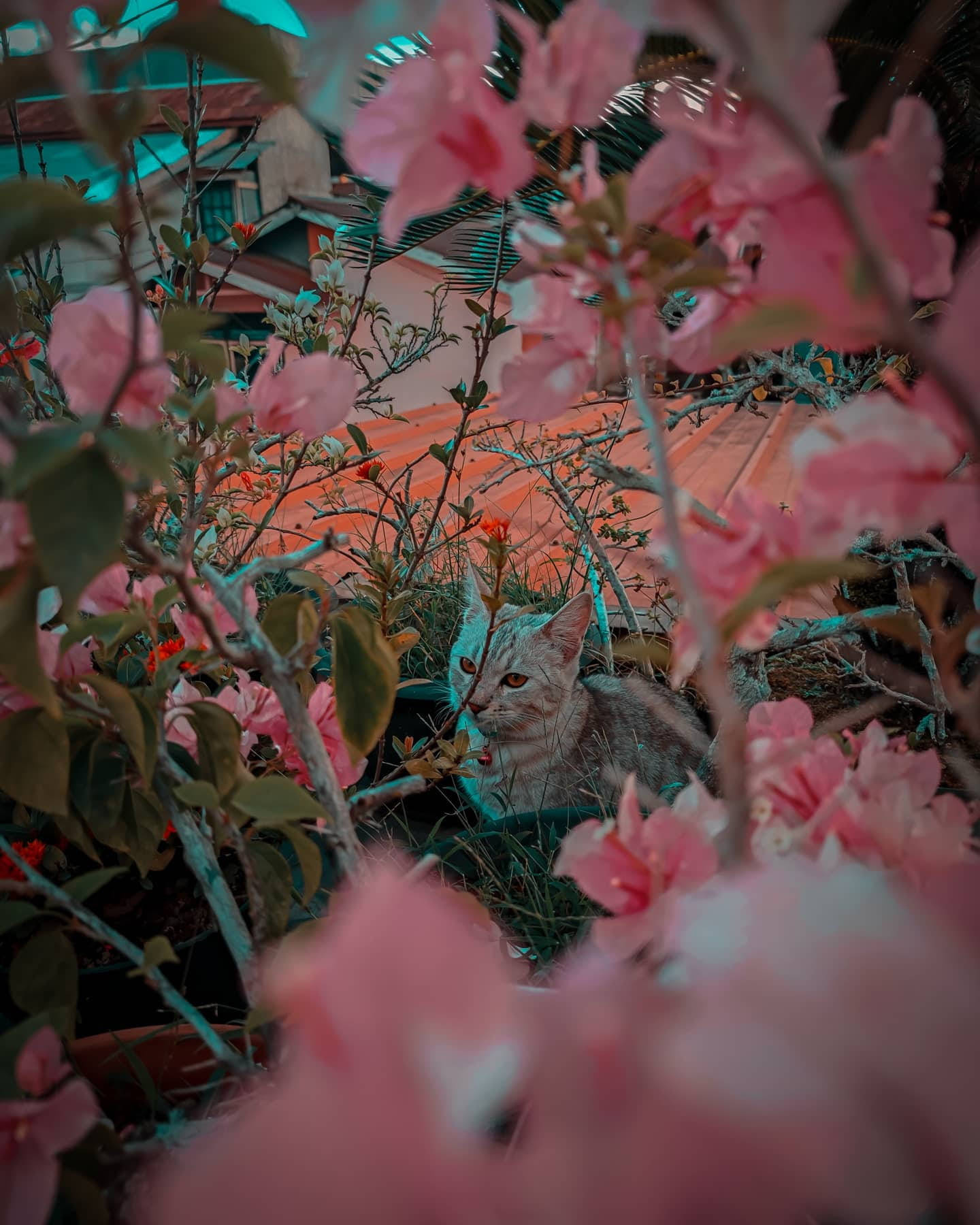 cat, pink bunga, vibrant pink blossoms, HD Phone Wallpaper