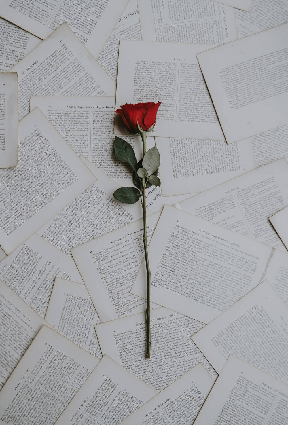 red rose, vintage book pages, green stem, HD Phone Wallpaper