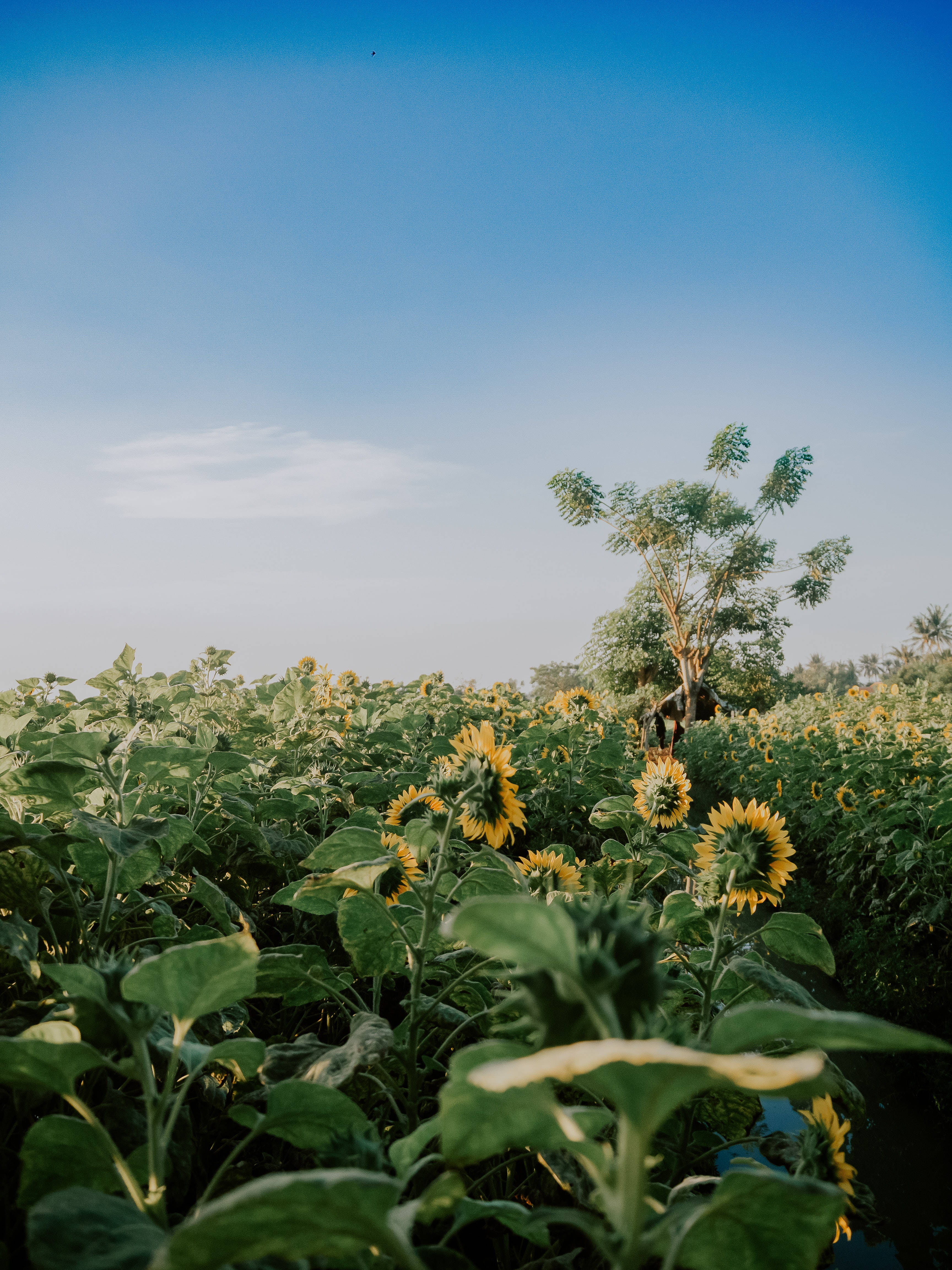 Yellow Bunga Field, sunflower field, clear blue sky, 4K Phone Wallpaper