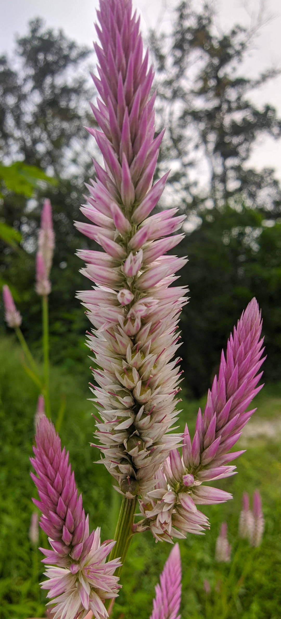 Celosia Argentea, pink, white, Full HD Phone Wallpaper