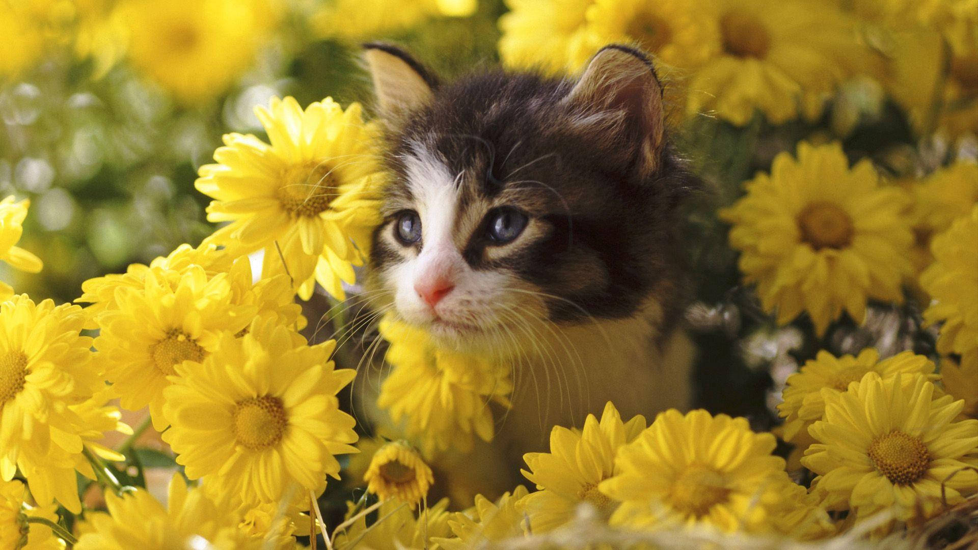 yellow bunga, tabby kitten, blue eyes, Full HD Desktop Wallpaper