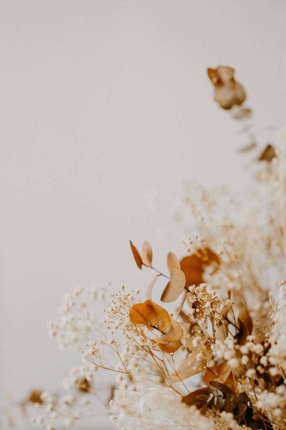 dried bunga, eucalyptus, baby's breath, HD Phone Wallpaper