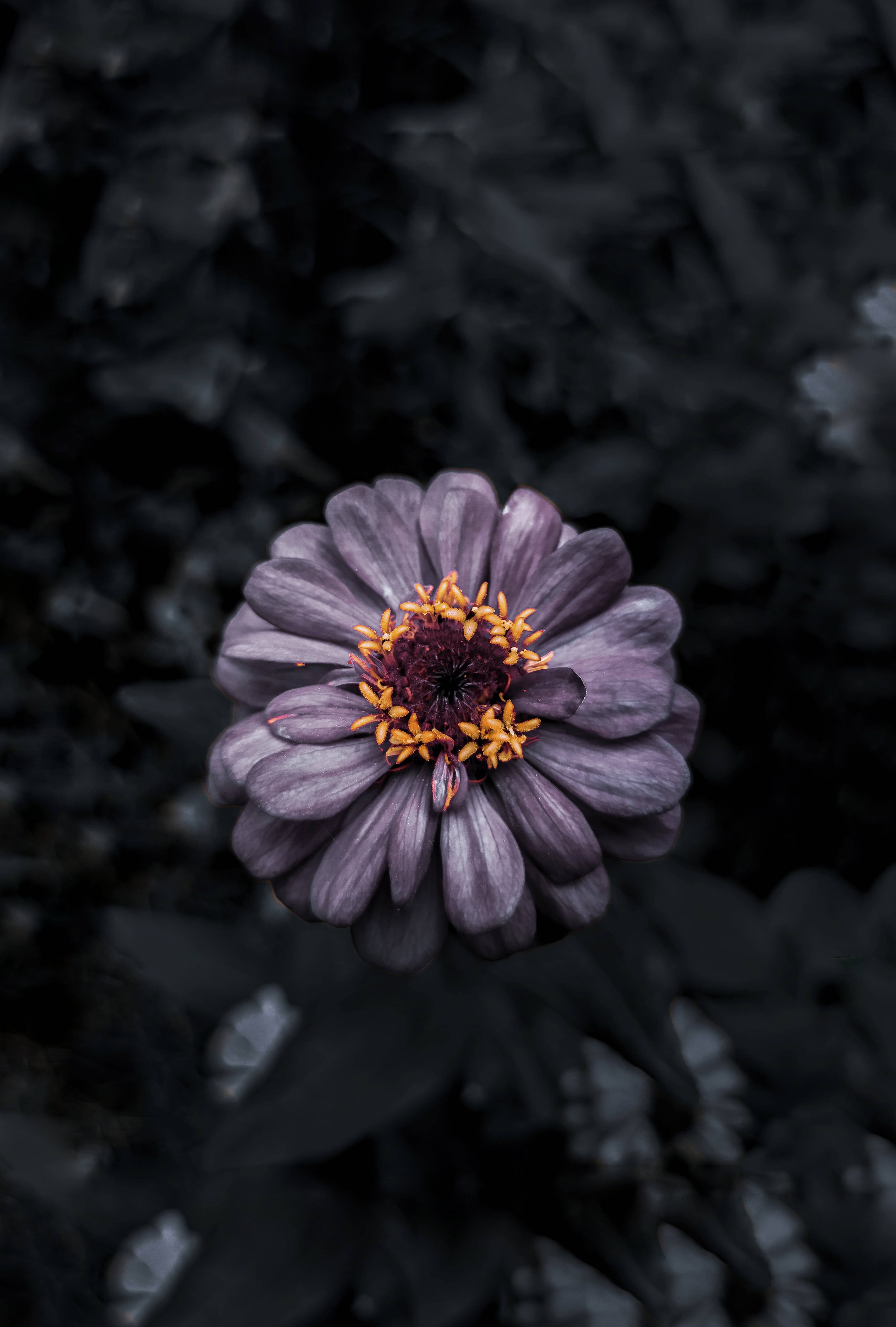 dark purple, zinnia, orange stamens, 5K Phone Wallpaper