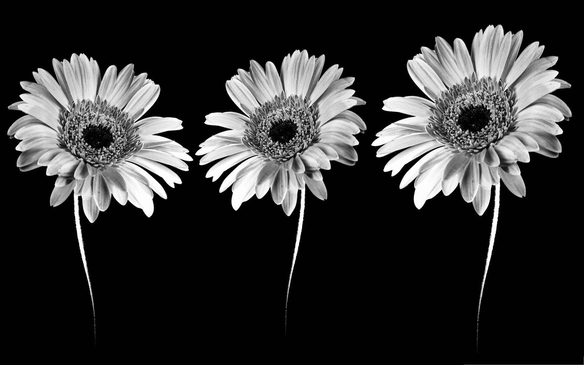 Gerbera Daisies, black and white, monochrome, Full HD Desktop Wallpaper