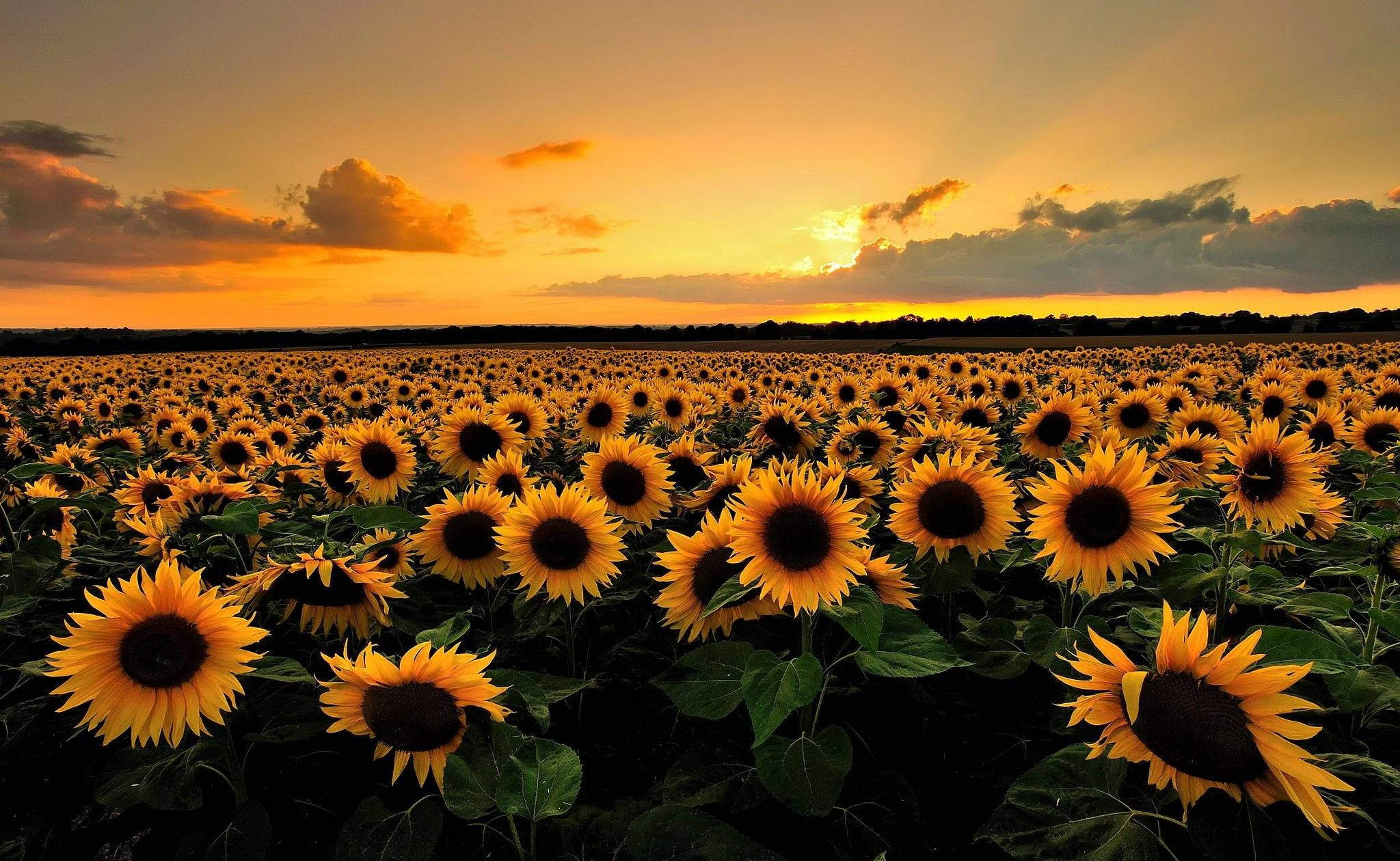 sunflower field, fiery sunset sky, golden rays, Full HD Desktop Wallpaper