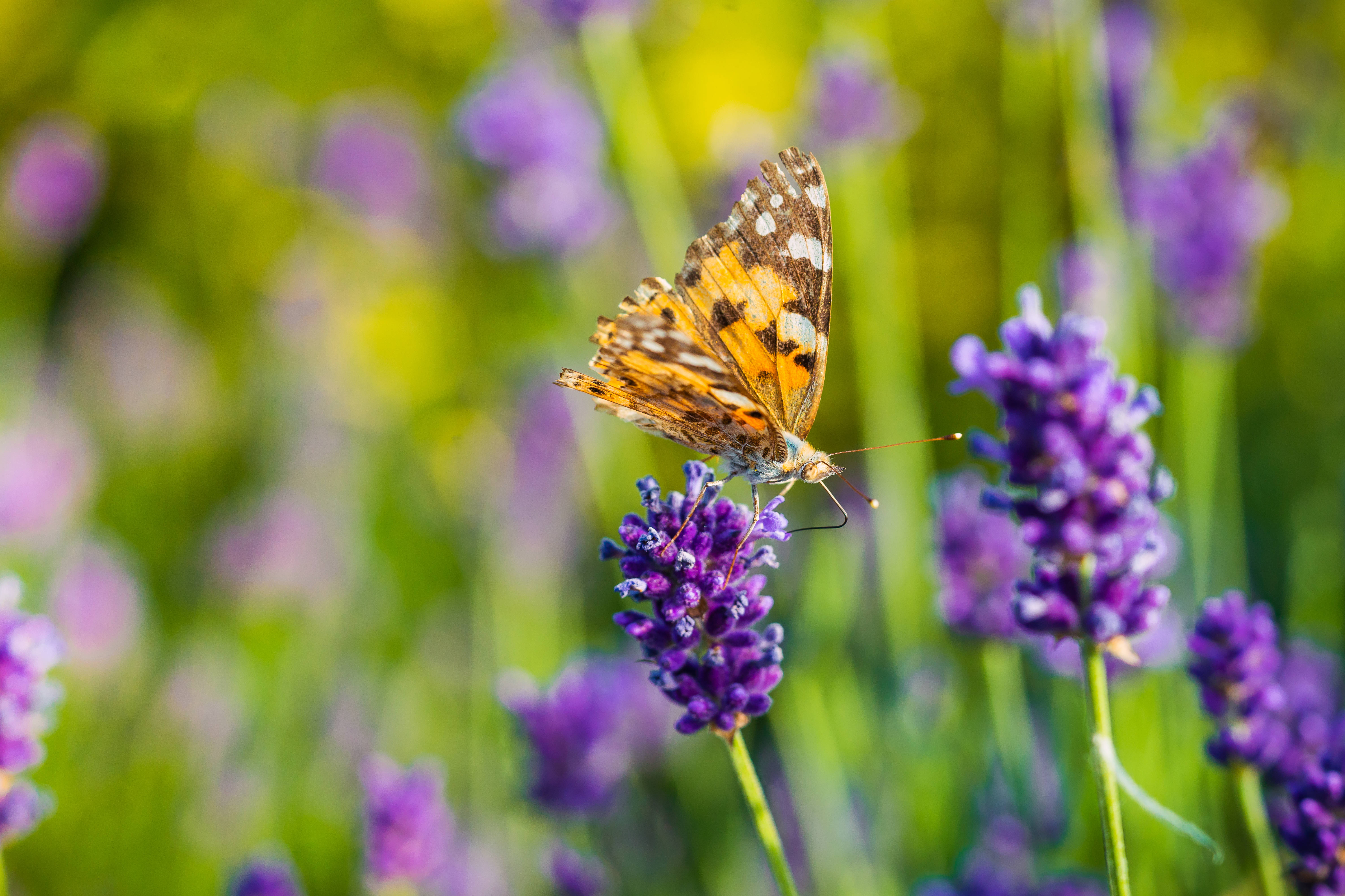 butterfly, purple lavender flower, sunlit field, 5K Desktop Wallpaper