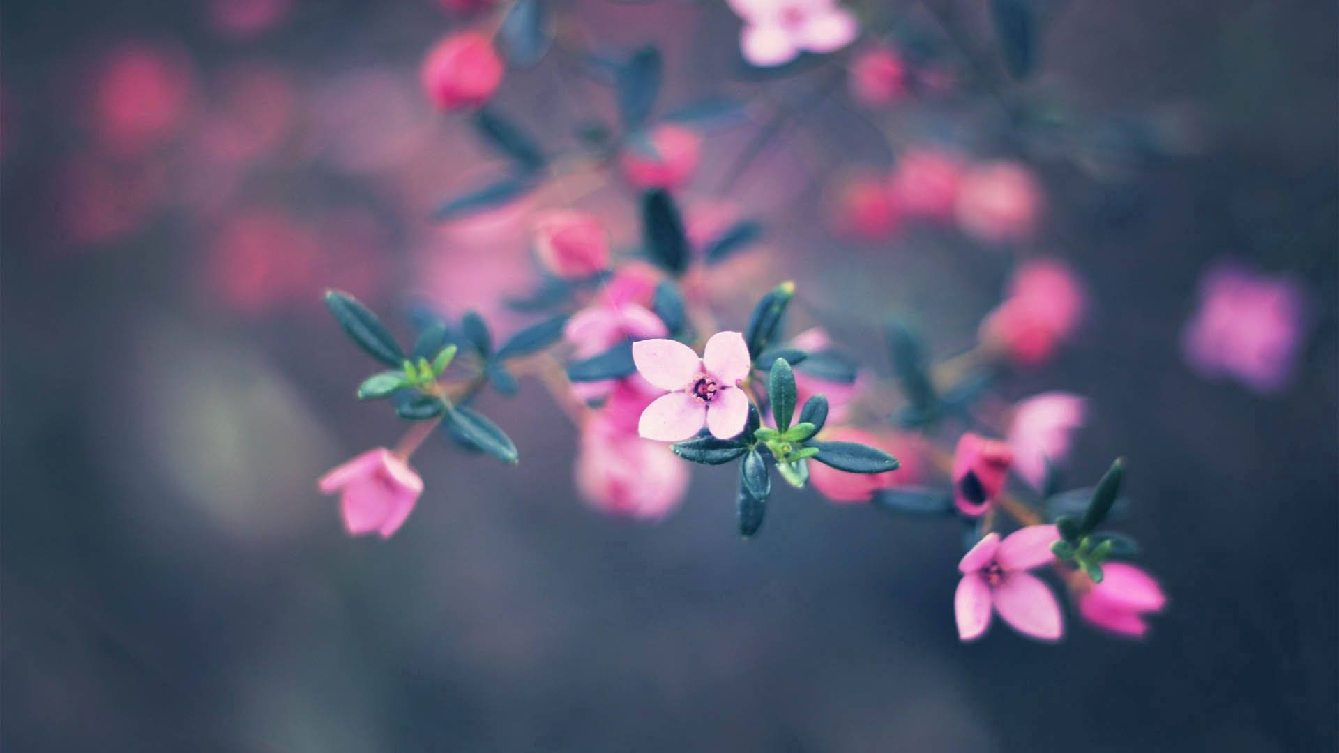 Four-Petaled Flower, pink blossoms, dark green leaves, Full HD Desktop Wallpaper