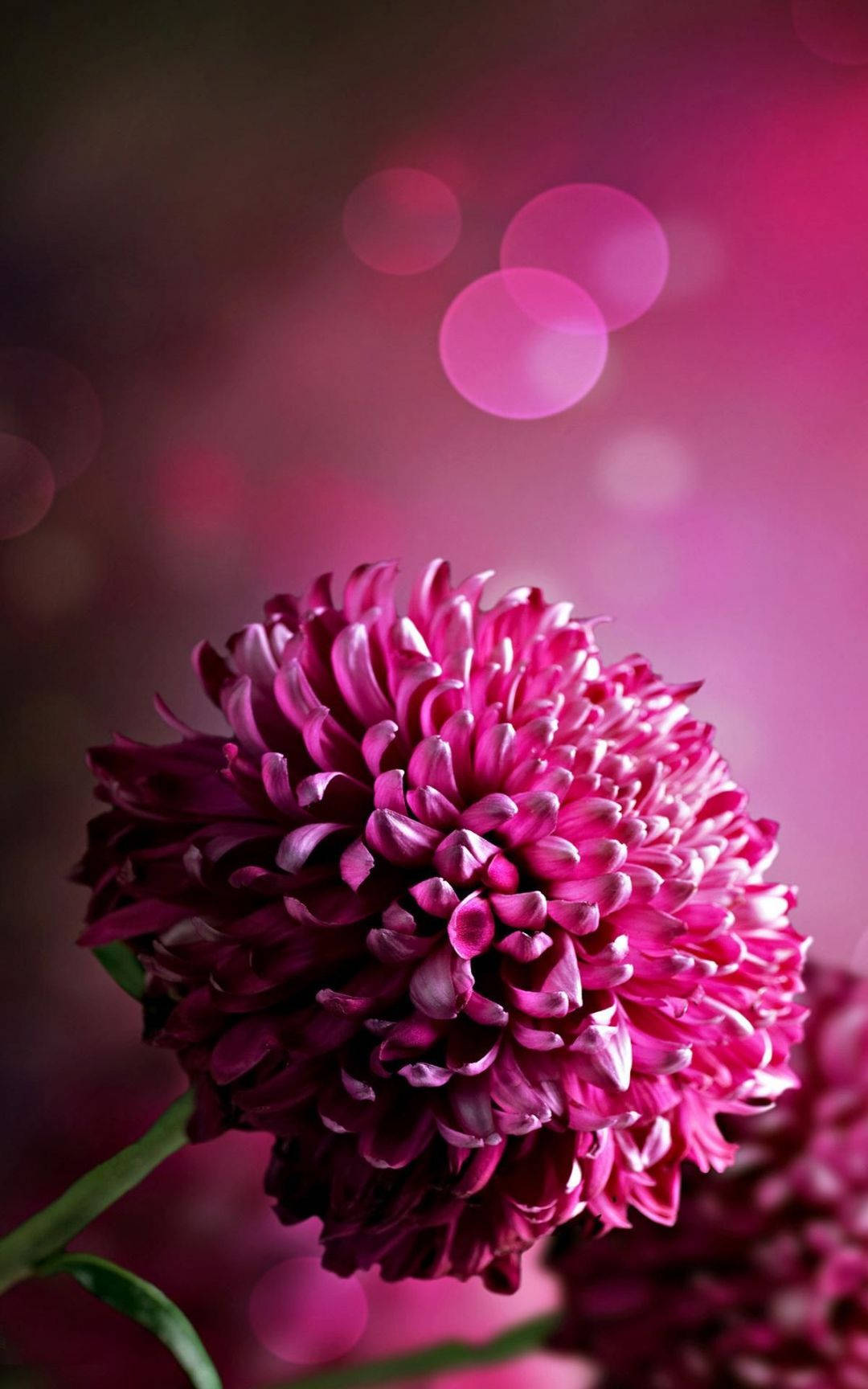 pink chrysanthemum, soft focus, magenta bokeh background, HD Phone Wallpaper