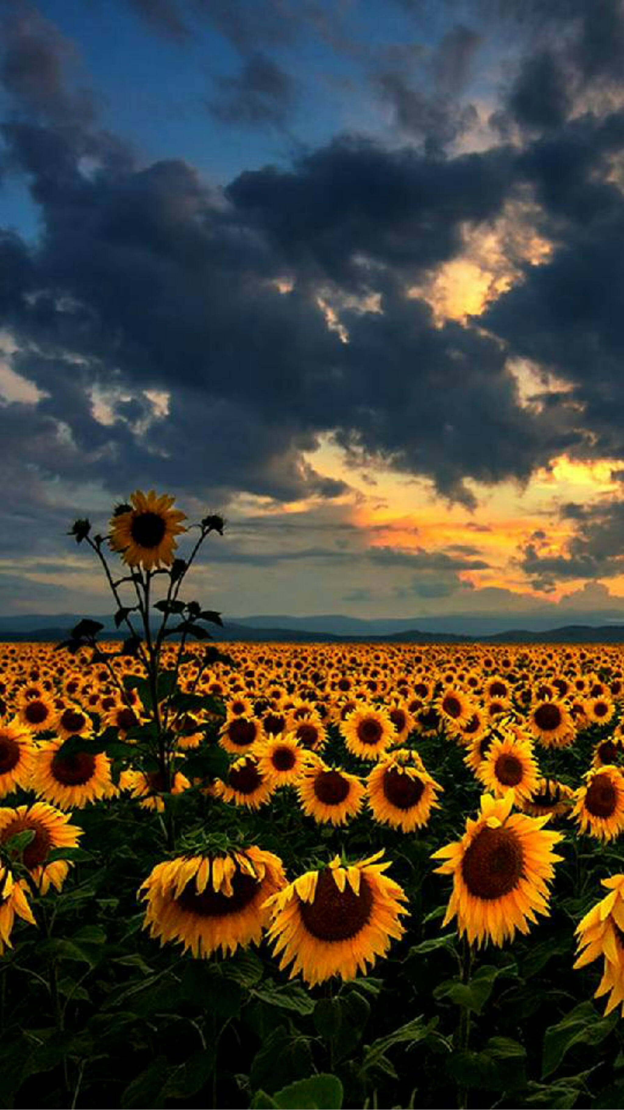 Field of Sunflower Bunga, twilight sky, golden clouds, 2K Phone Wallpaper