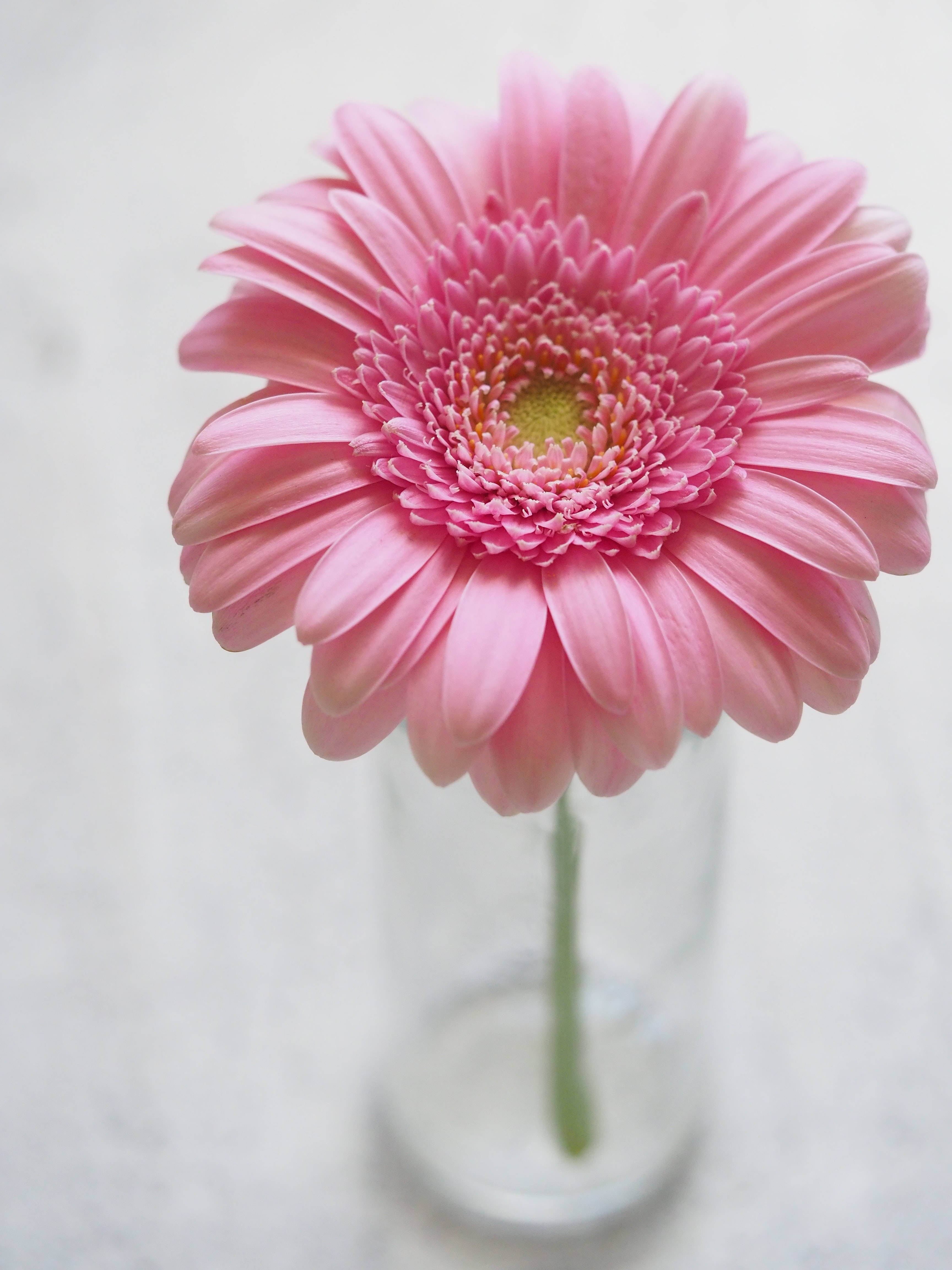 gerbera daisy, pink gerbera, vibrant pink gerbera daisy, 4K Phone Wallpaper