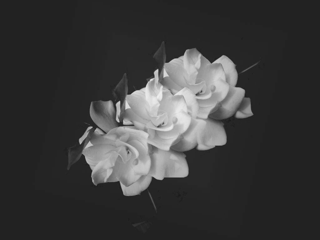Black And White Jasmine Bunga, monochrome roses, deep black background, SD Desktop Wallpaper