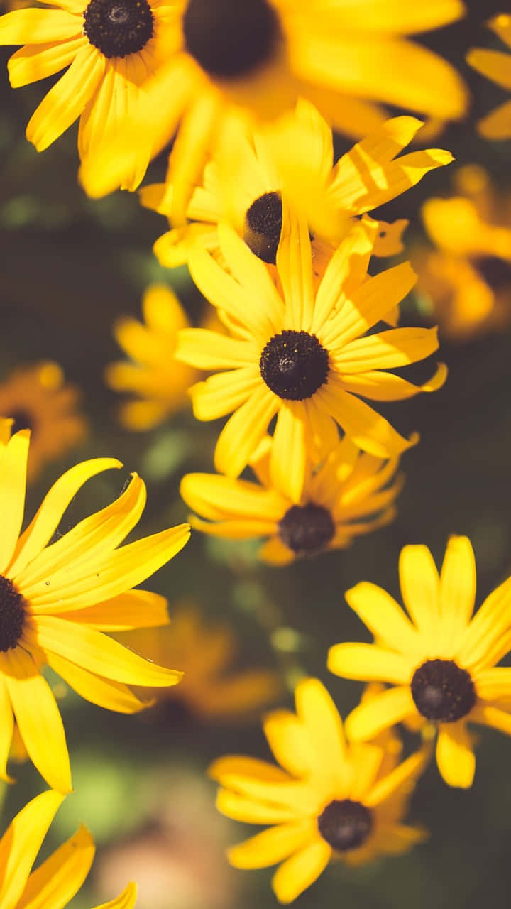 black-eyed susan, vibrant yellow, soft focus, HD Phone Wallpaper
