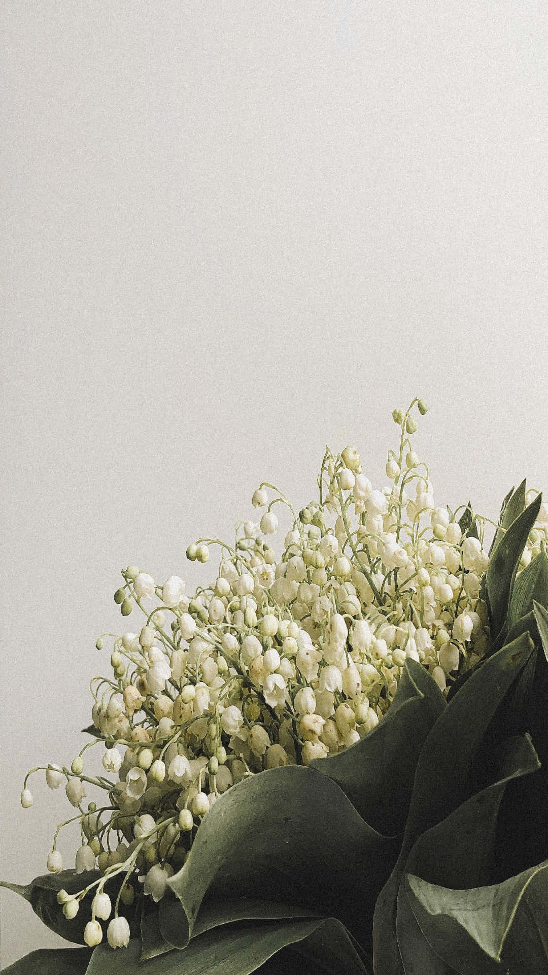 Lily of the Valley, white lily of the valley blooms, dark green leaves, Full HD Phone Wallpaper