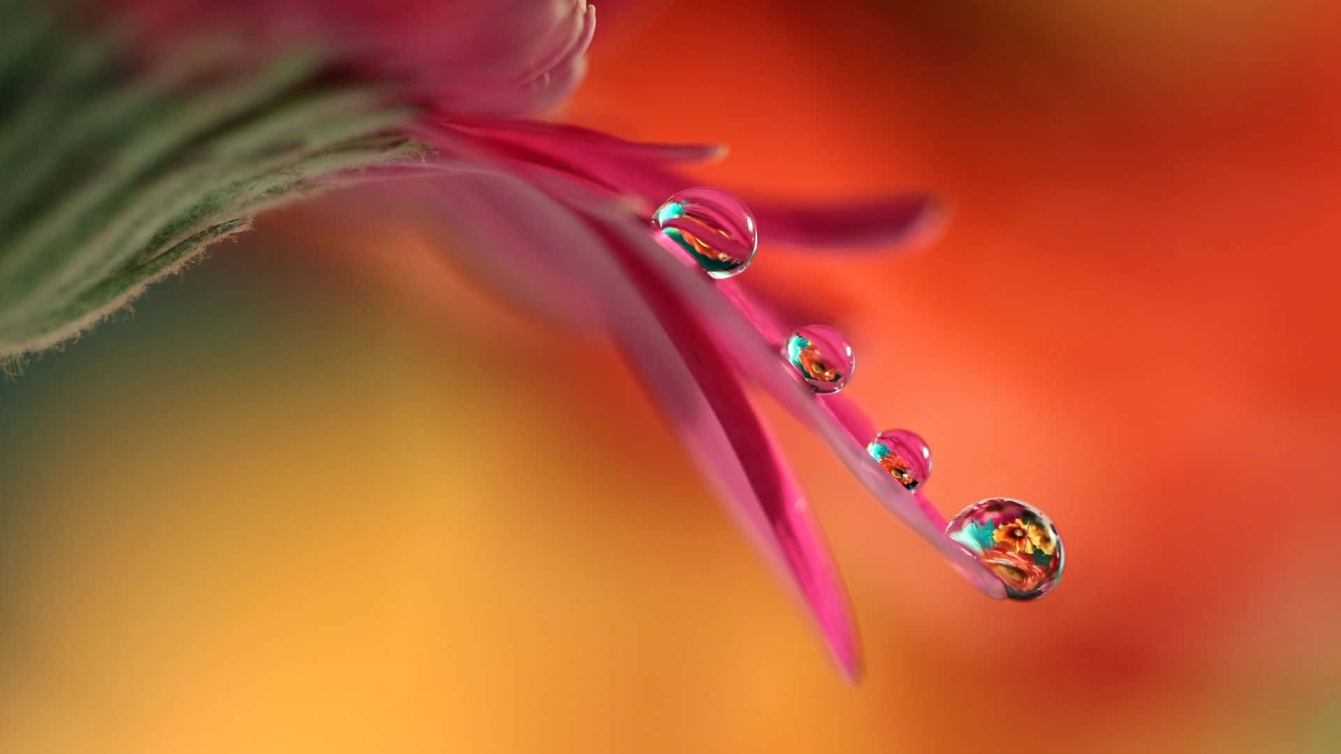 vibrant pink flower petal, glistening water droplets, warm blurred orange background, Full HD Desktop Wallpaper