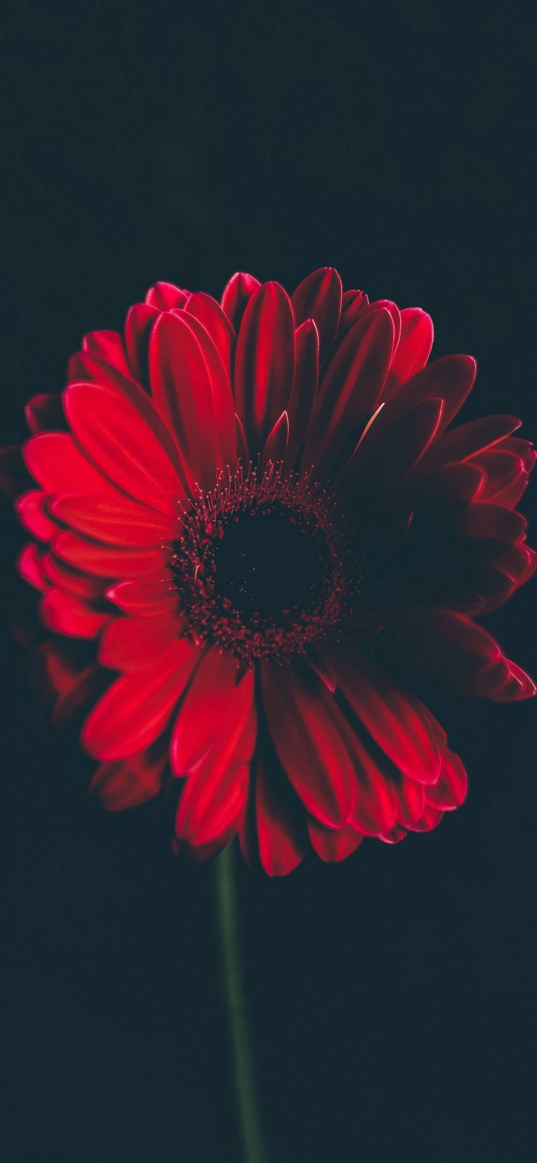 red gerbera daisy, vivid red, deep dark background, Full HD Phone Wallpaper