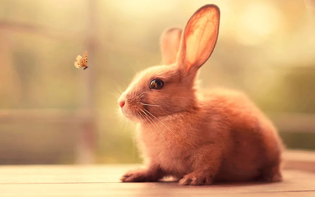 Bunny Aesthetic