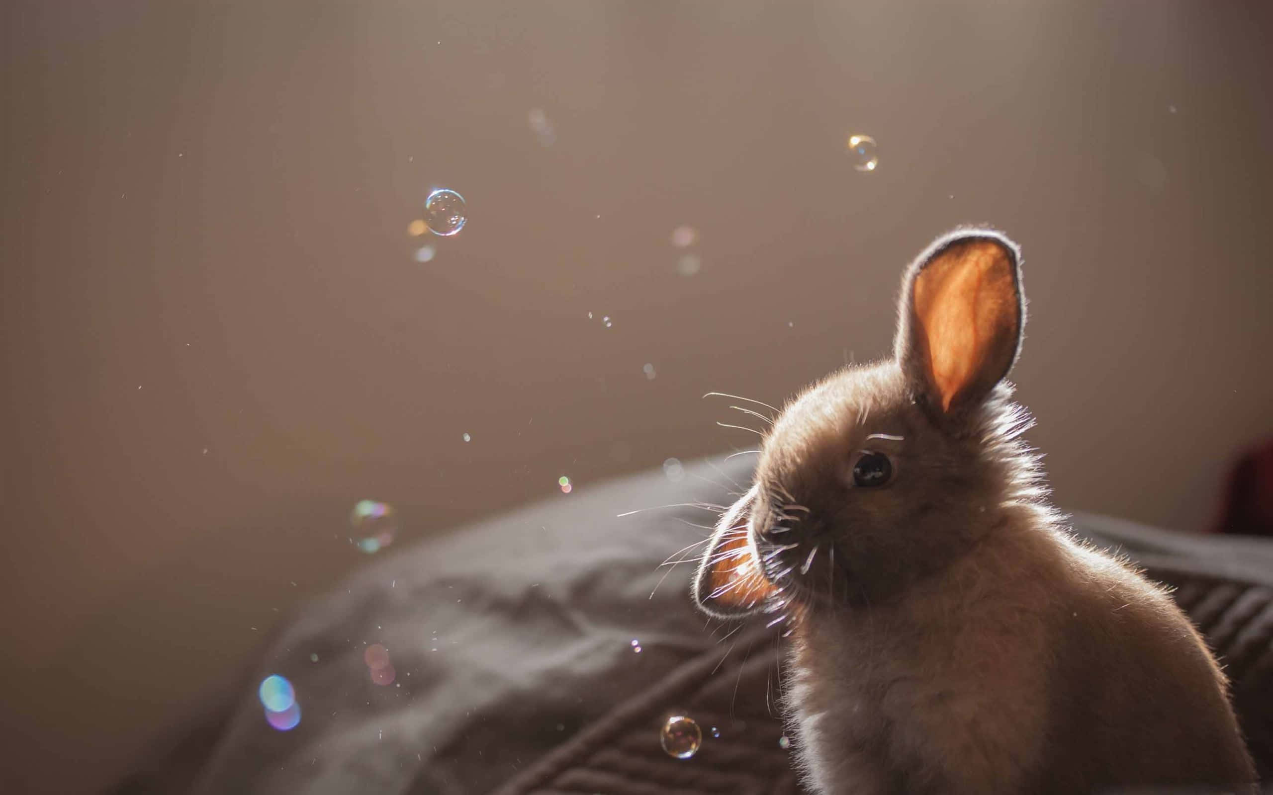 bunny, soap bubbles, warm golden light, 2K Desktop Wallpaper