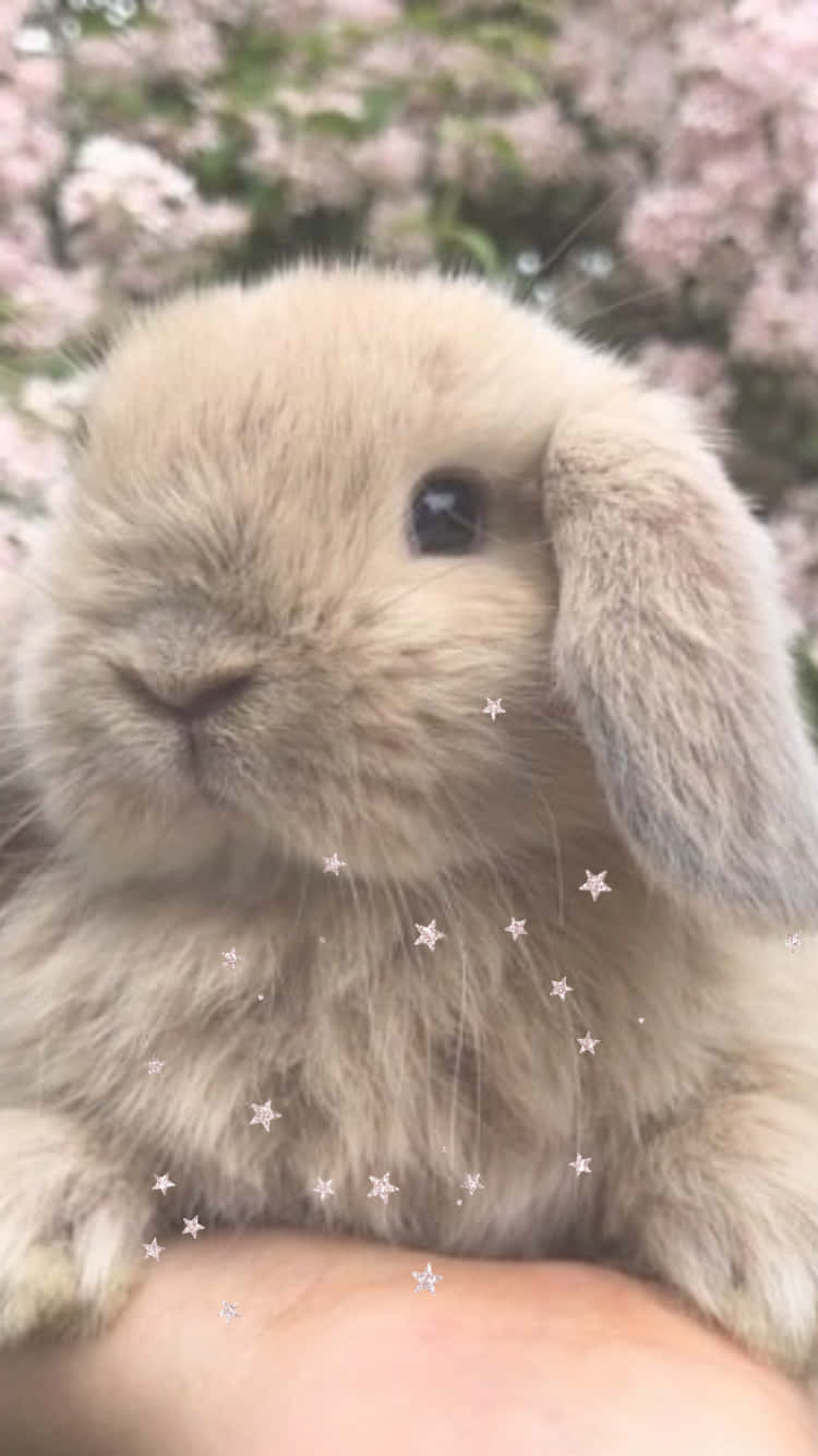 fluffy beige lop-eared rabbit, soft pink cherry blossoms, sparkling stars, HD Phone Wallpaper