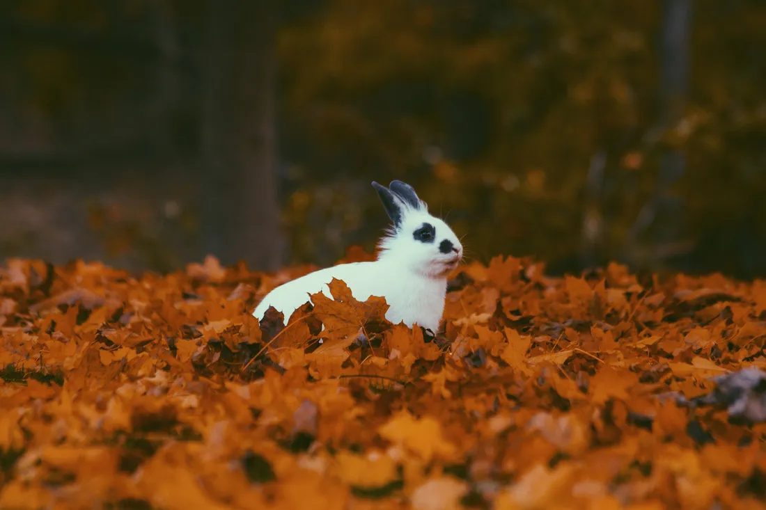 Bunny