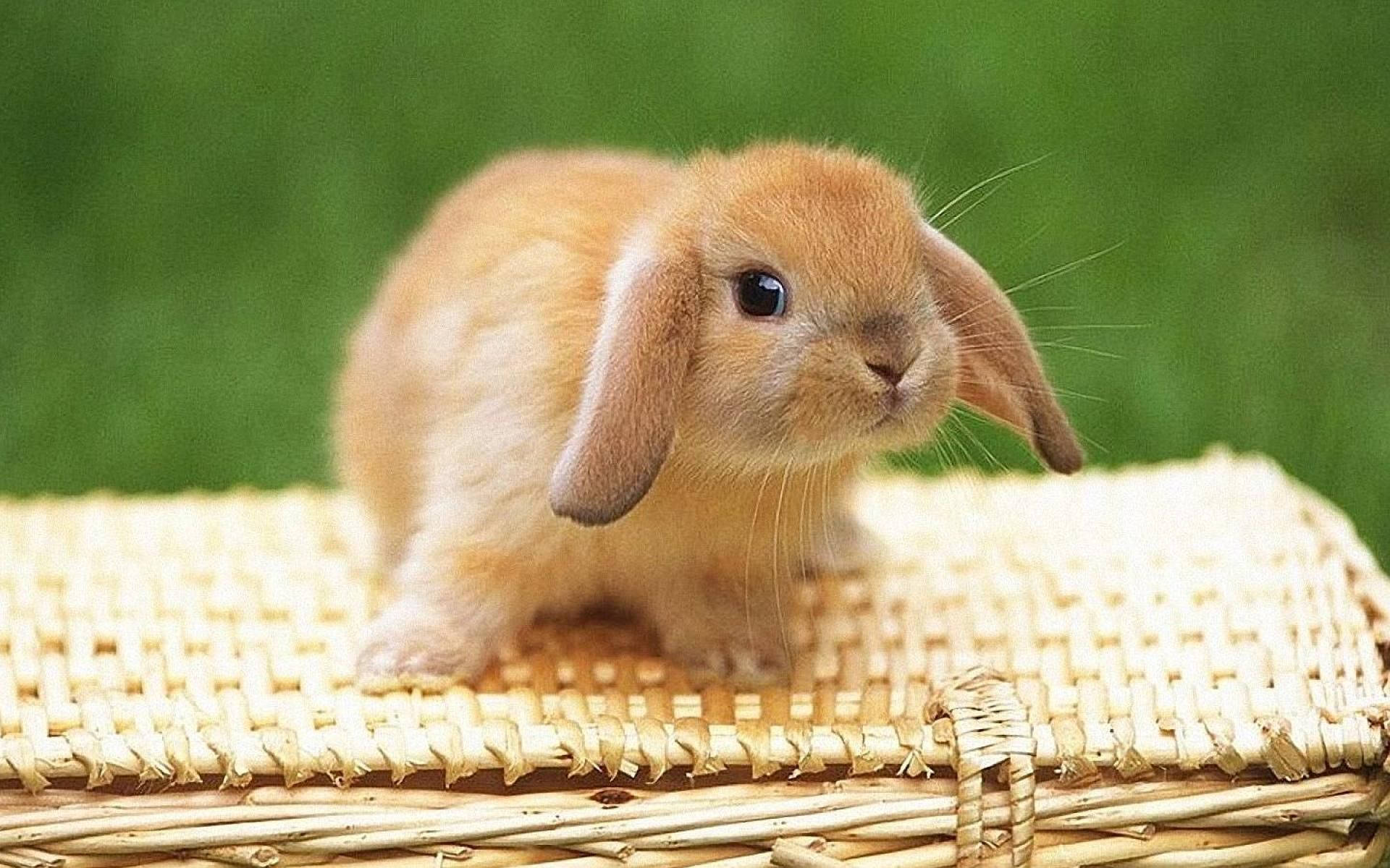 light brown bunny, tan lop-eared rabbit, woven wicker basket, Full HD Desktop Wallpaper