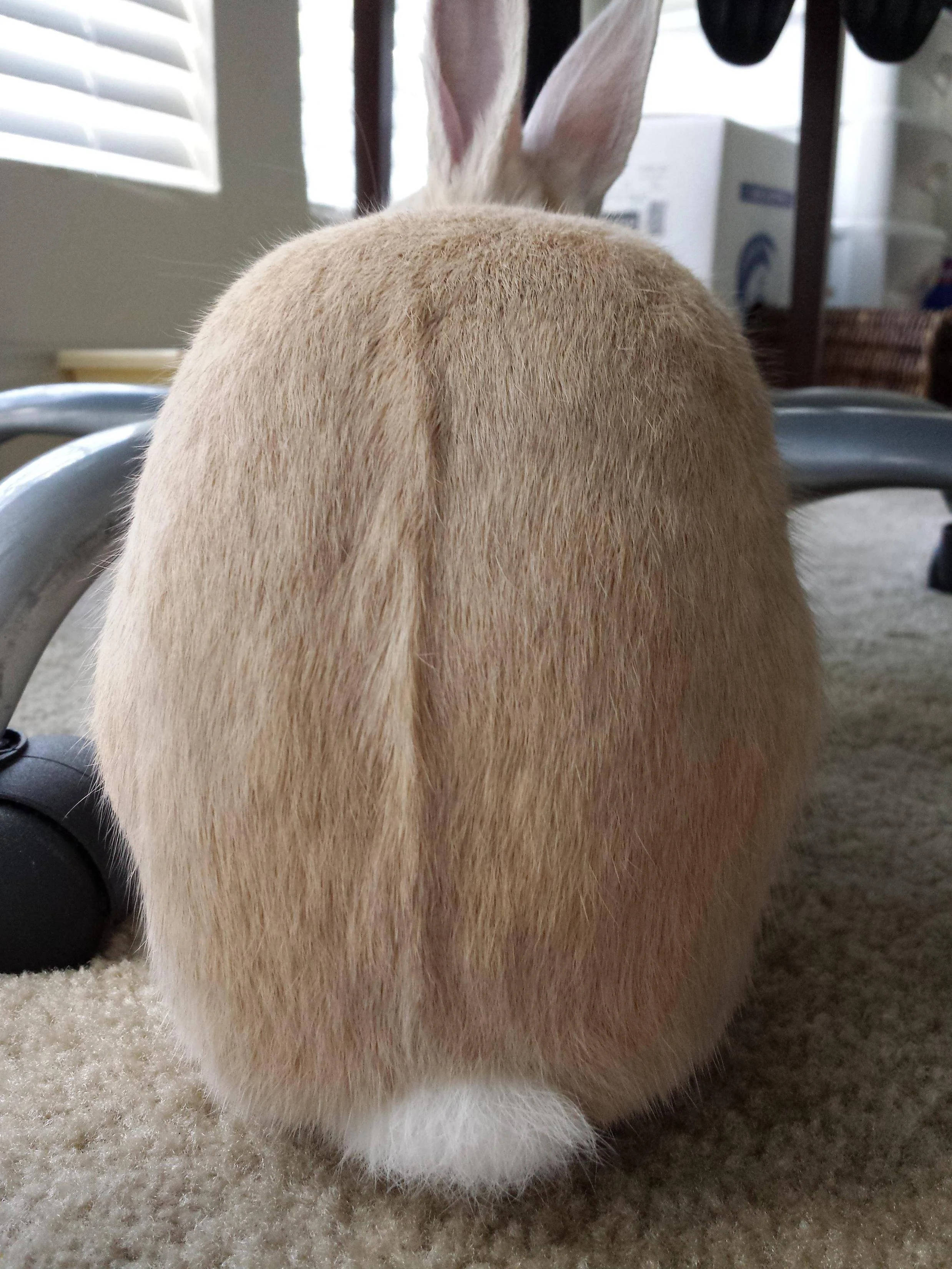 bunny, tan rabbit, white-tipped tail, 2K Phone Wallpaper