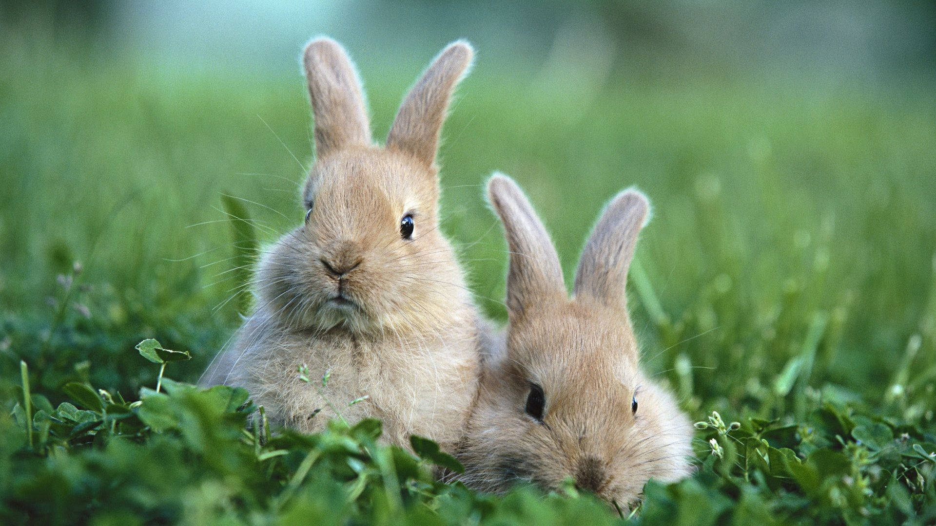 brown bunnies, log, vibrant green grass, Full HD Desktop Wallpaper