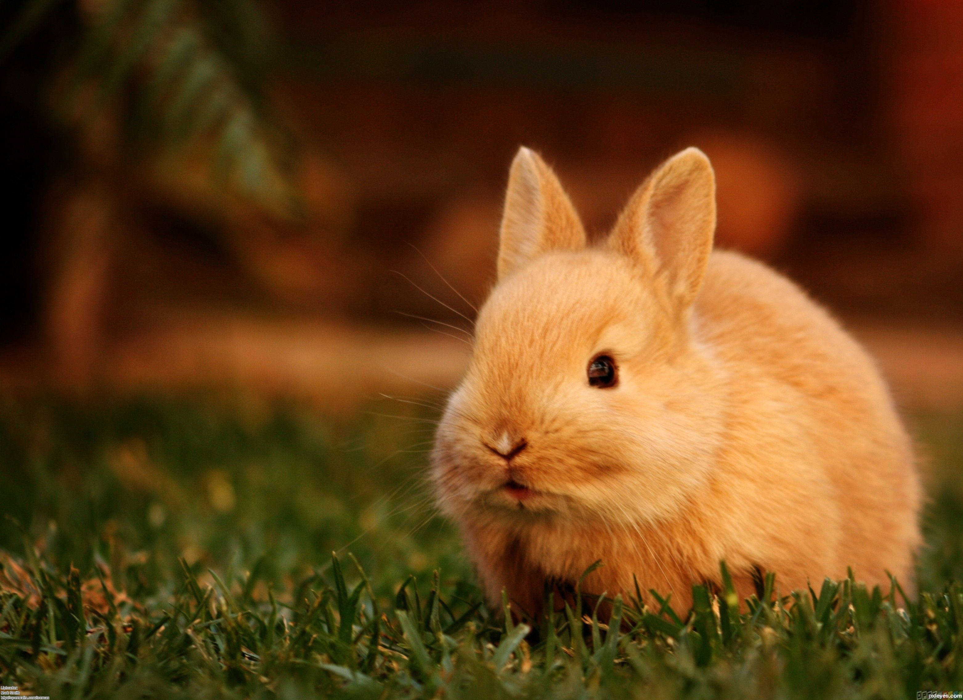 bunny, light brown, vibrant green grass, 2K Desktop Wallpaper