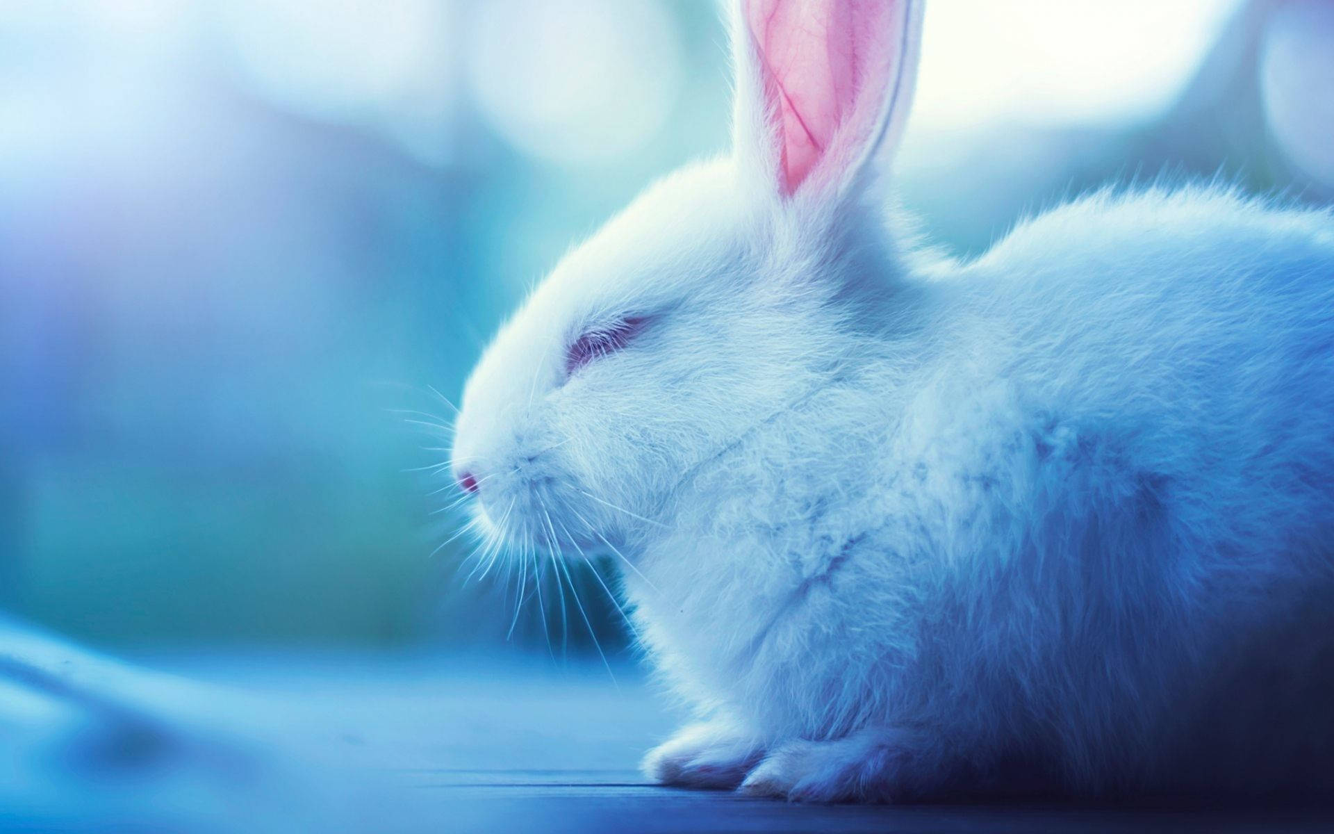 sleeping white bunny, white rabbit, pink inner ears, Full HD Desktop Wallpaper