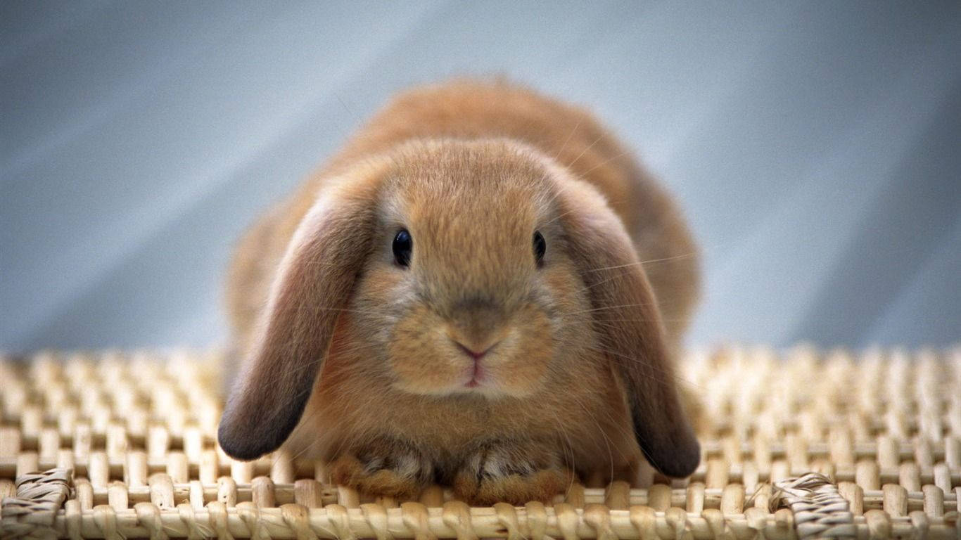 big brown bunny, fluffy brown lop-eared rabbit, woven wicker surface, HD Desktop Wallpaper