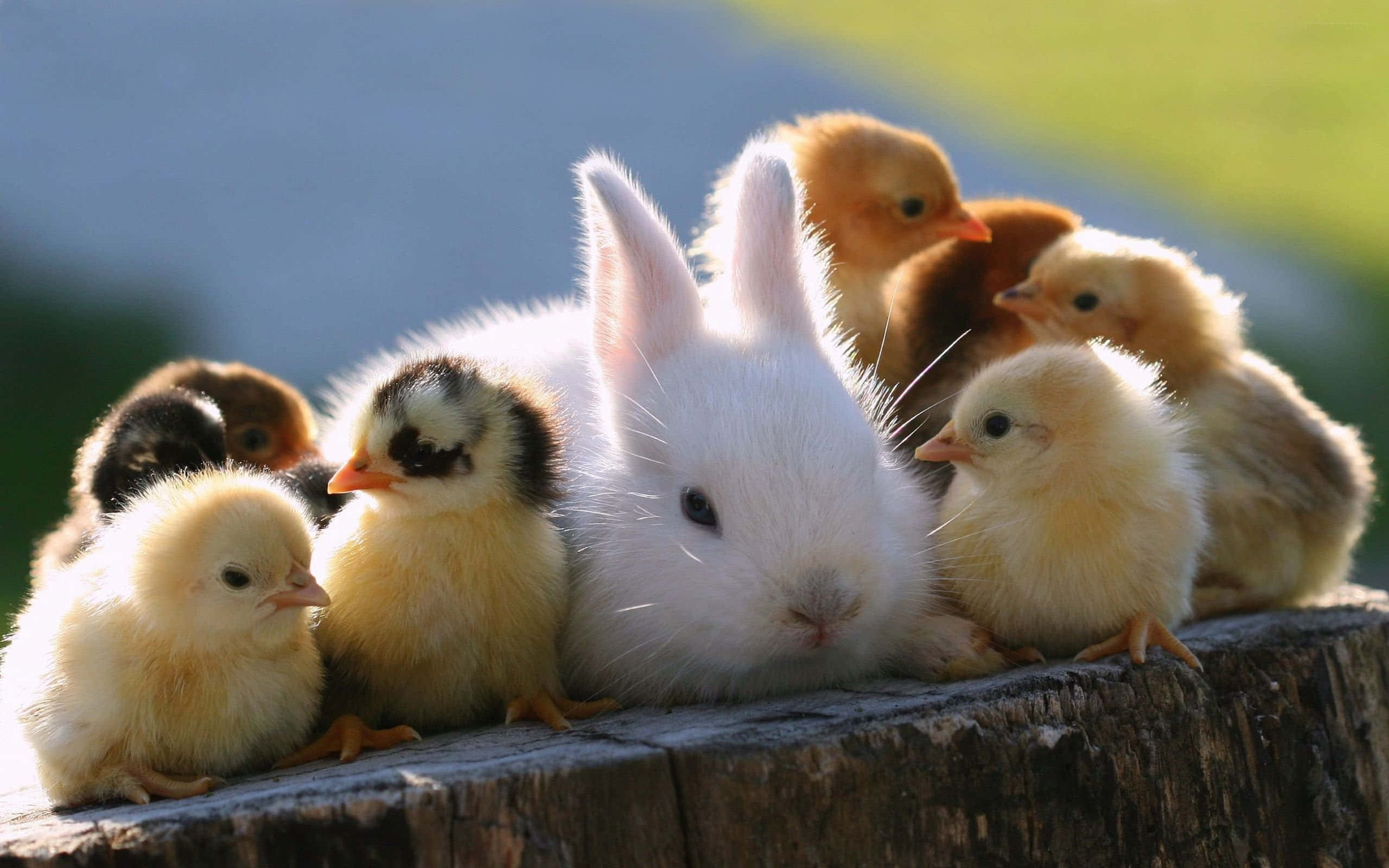 white bunny, yellow and brown chicks, weathered wooden stump, 2K Desktop Wallpaper