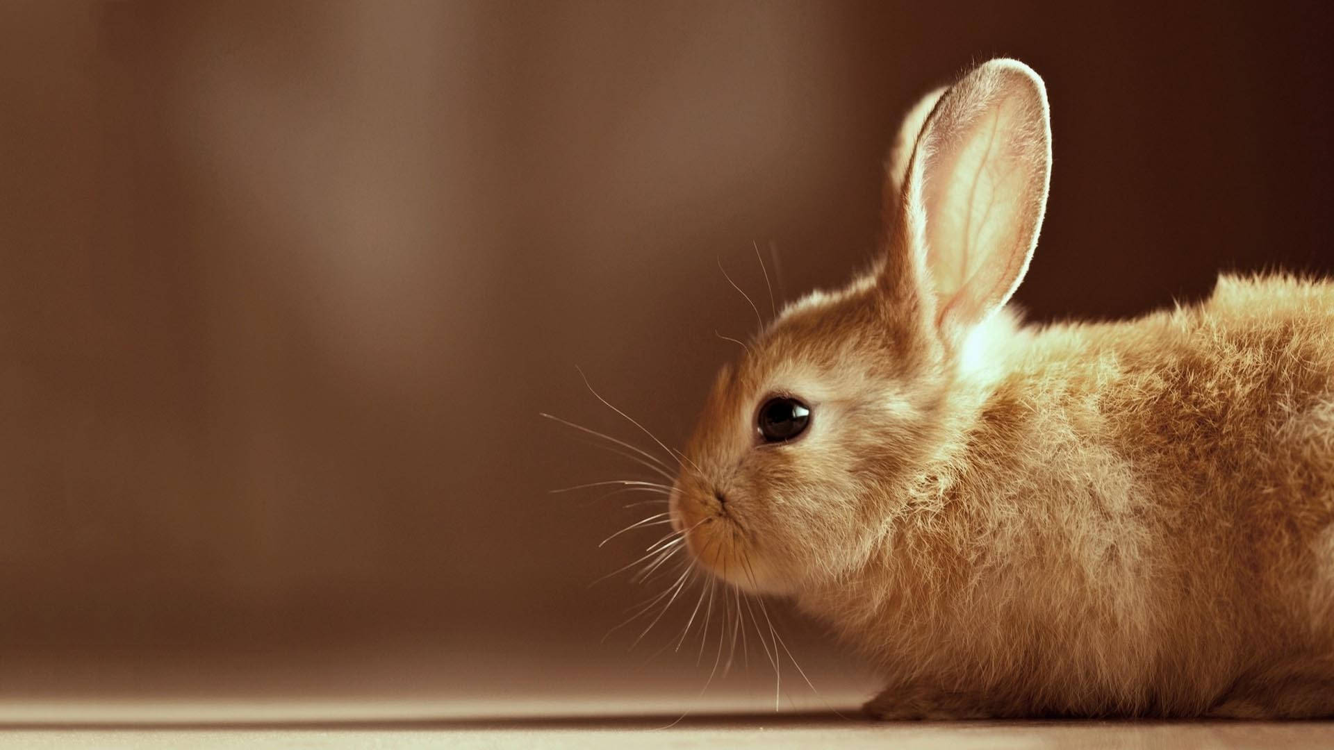 brown bunny, fluffy brown rabbit, perked ears, Full HD Desktop Wallpaper