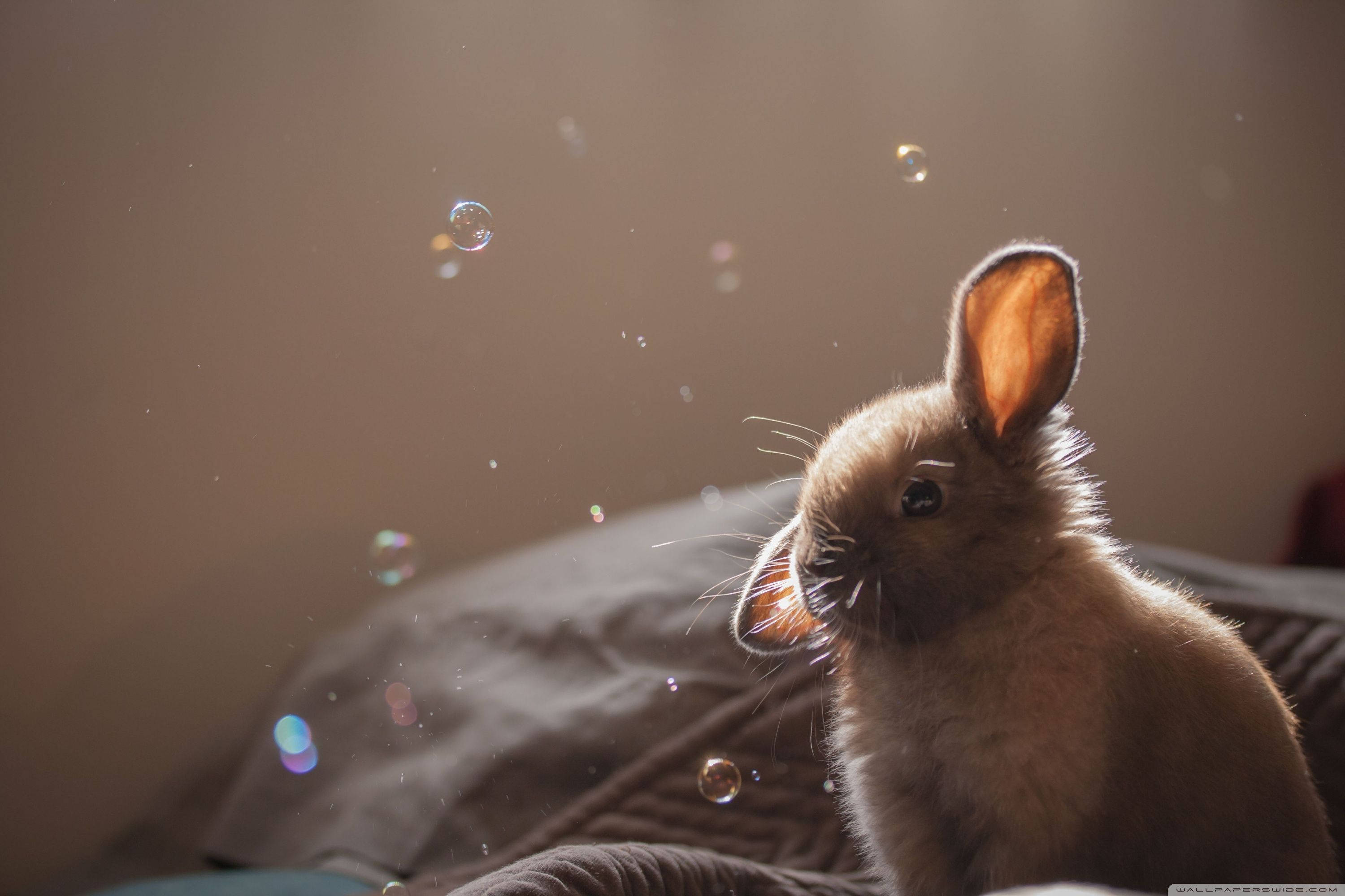bunny, soap bubbles, golden sunlight, 2K Desktop Wallpaper