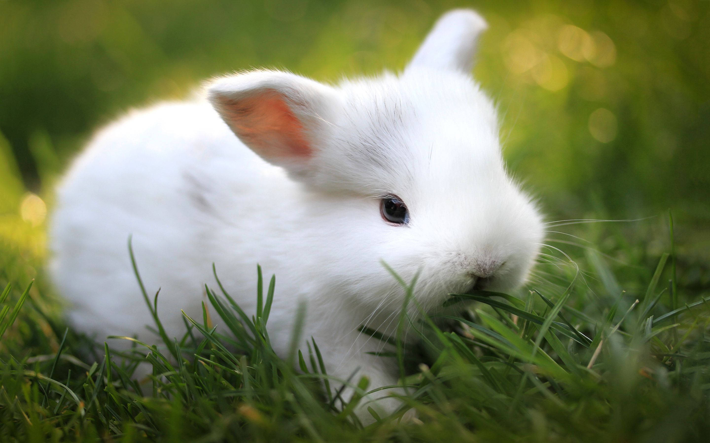 white dwarf bunny, fluffy white rabbit, vibrant green grass, 2K Desktop Wallpaper