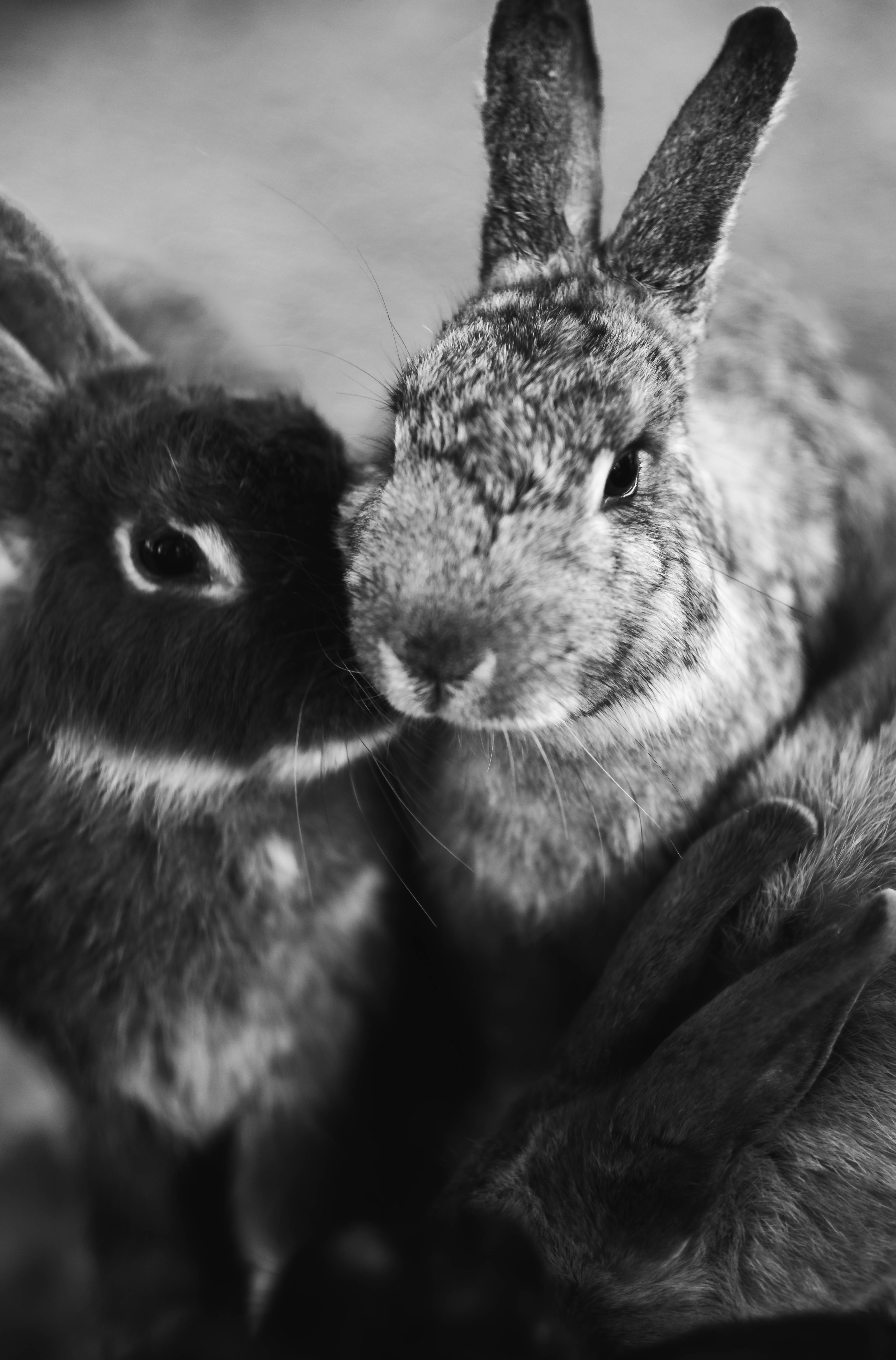 grayscale bunnies, black and white, soft fur, 5K Phone Wallpaper