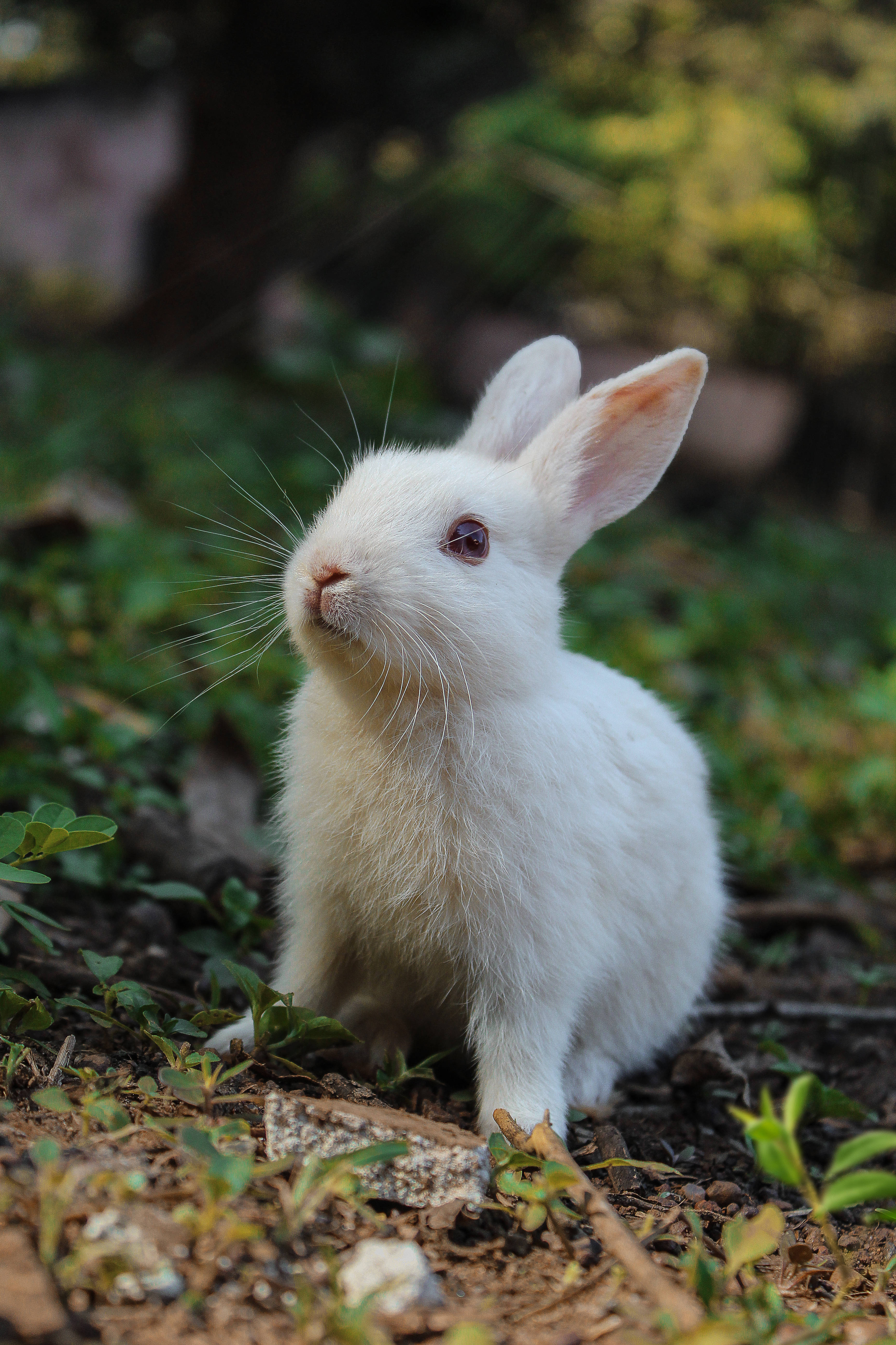 white bunny, fluffy white rabbit, long whiskers, 5K Phone Wallpaper