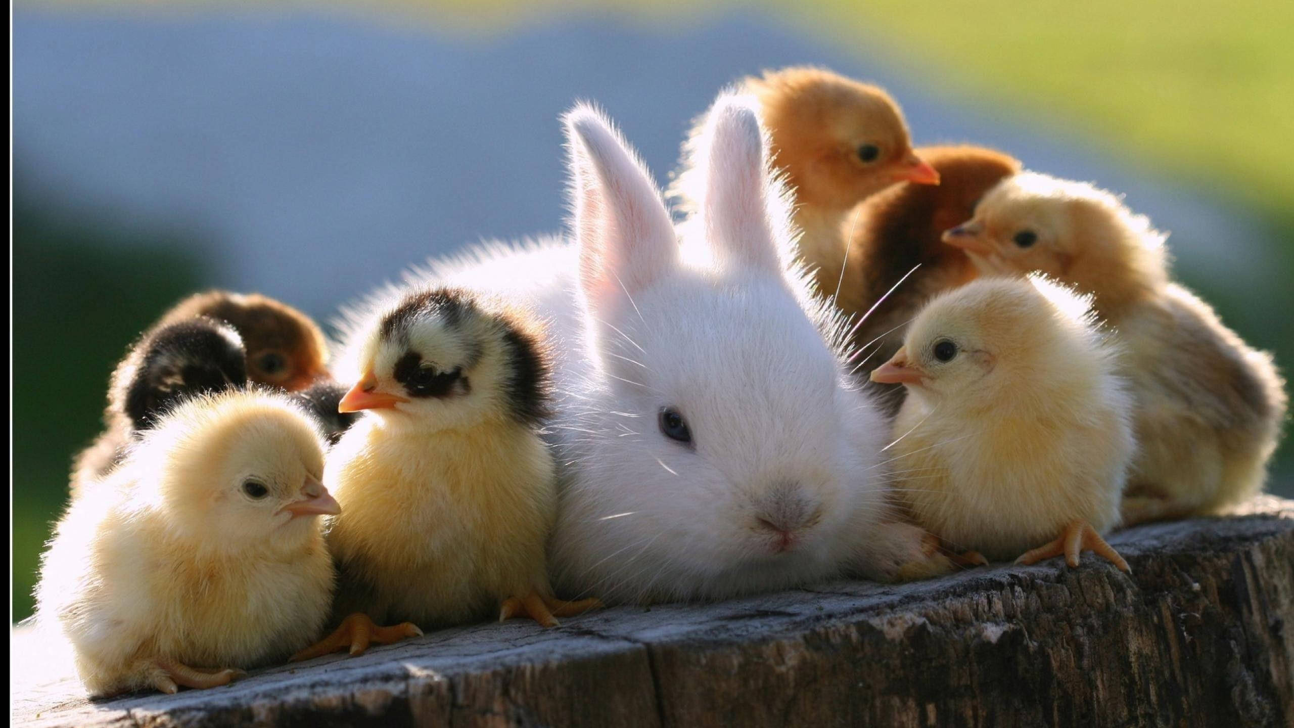 Bunny, baby chicks, white rabbit, 2K Desktop Wallpaper