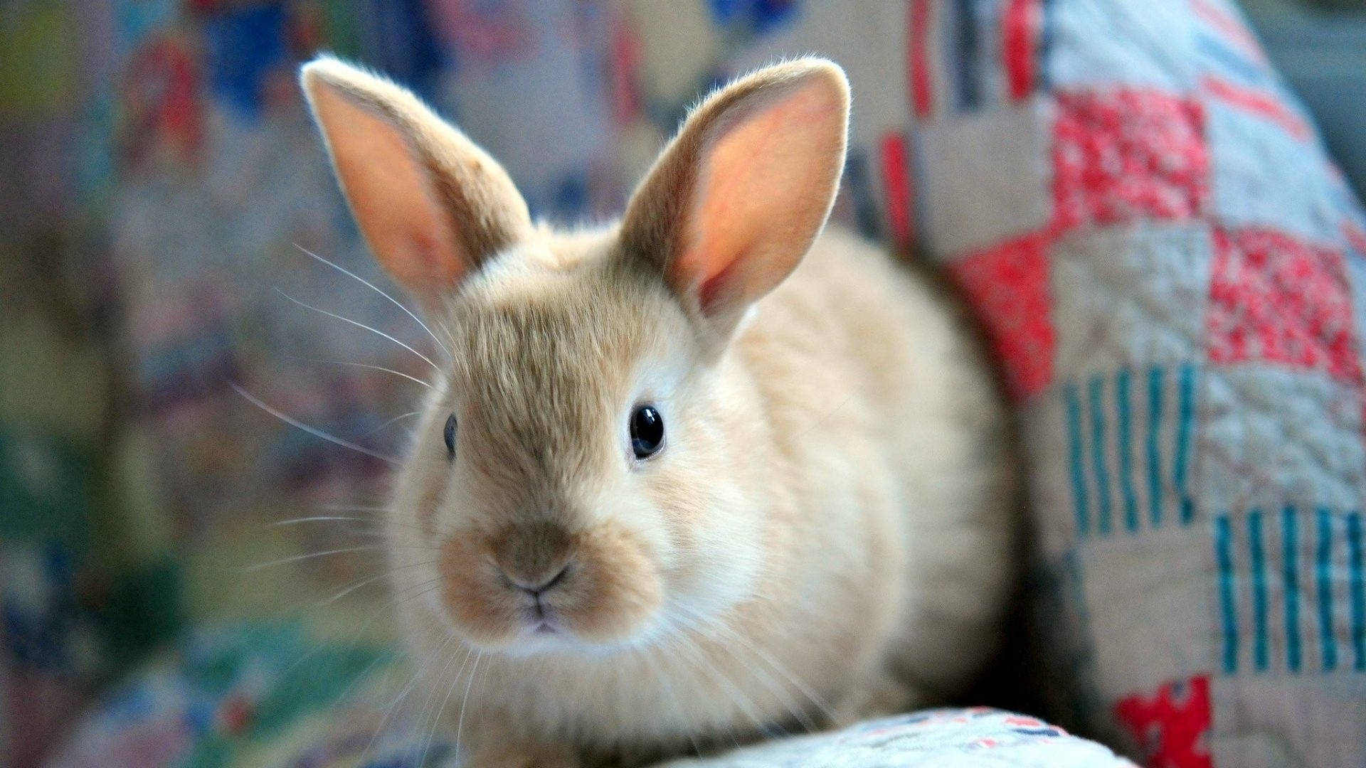 cute bunny, colorful patchwork quilt, soft light brown bunny, Full HD Desktop Wallpaper