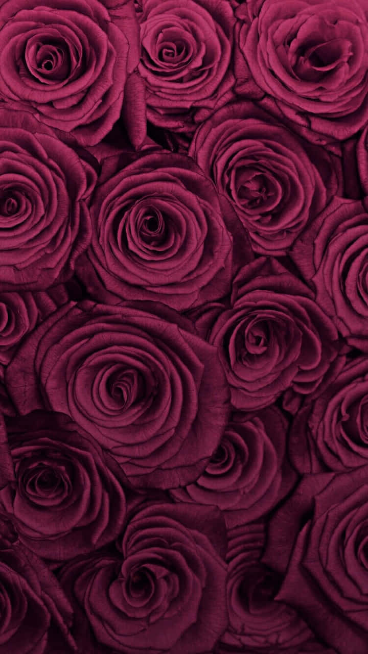Burgundy Flower, deep burgundy roses, velvety petals, HD Phone Wallpaper