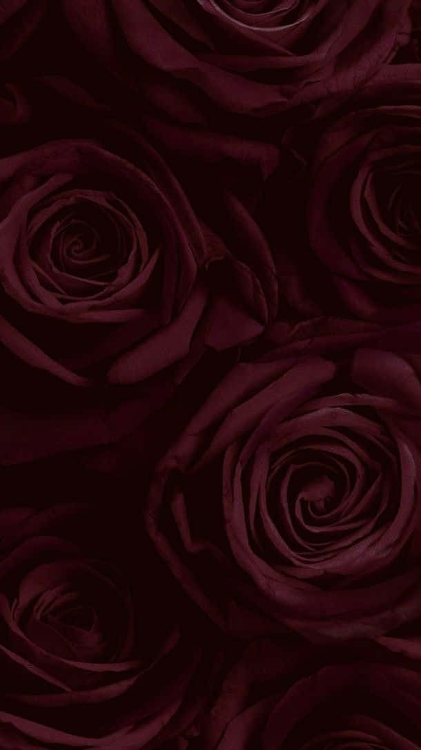 burgundy flower, deep burgundy roses, velvety petals, SD Phone Wallpaper