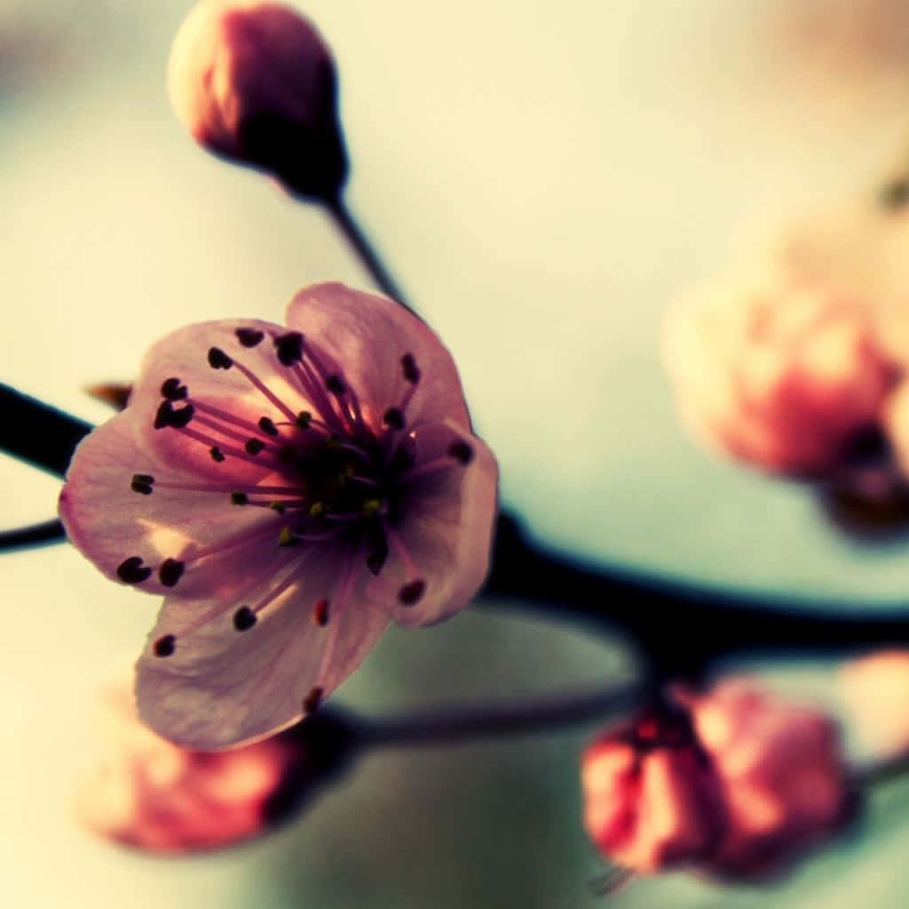 Burgundy Flower, pink cherry blossom, dark stamens, SD Desktop Wallpaper