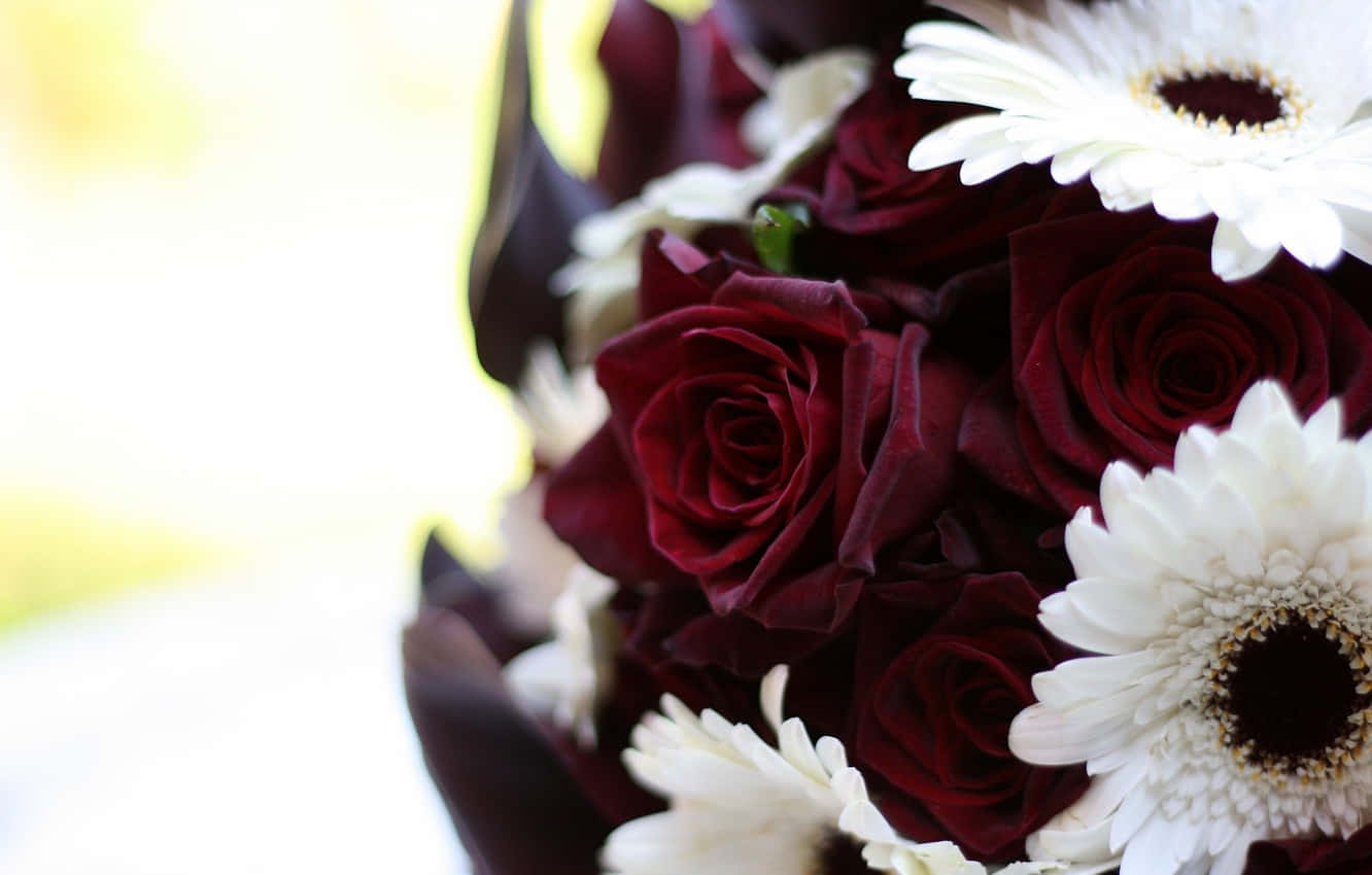 Burgundy Flower, deep red roses, white gerbera daisies, HD Desktop Wallpaper