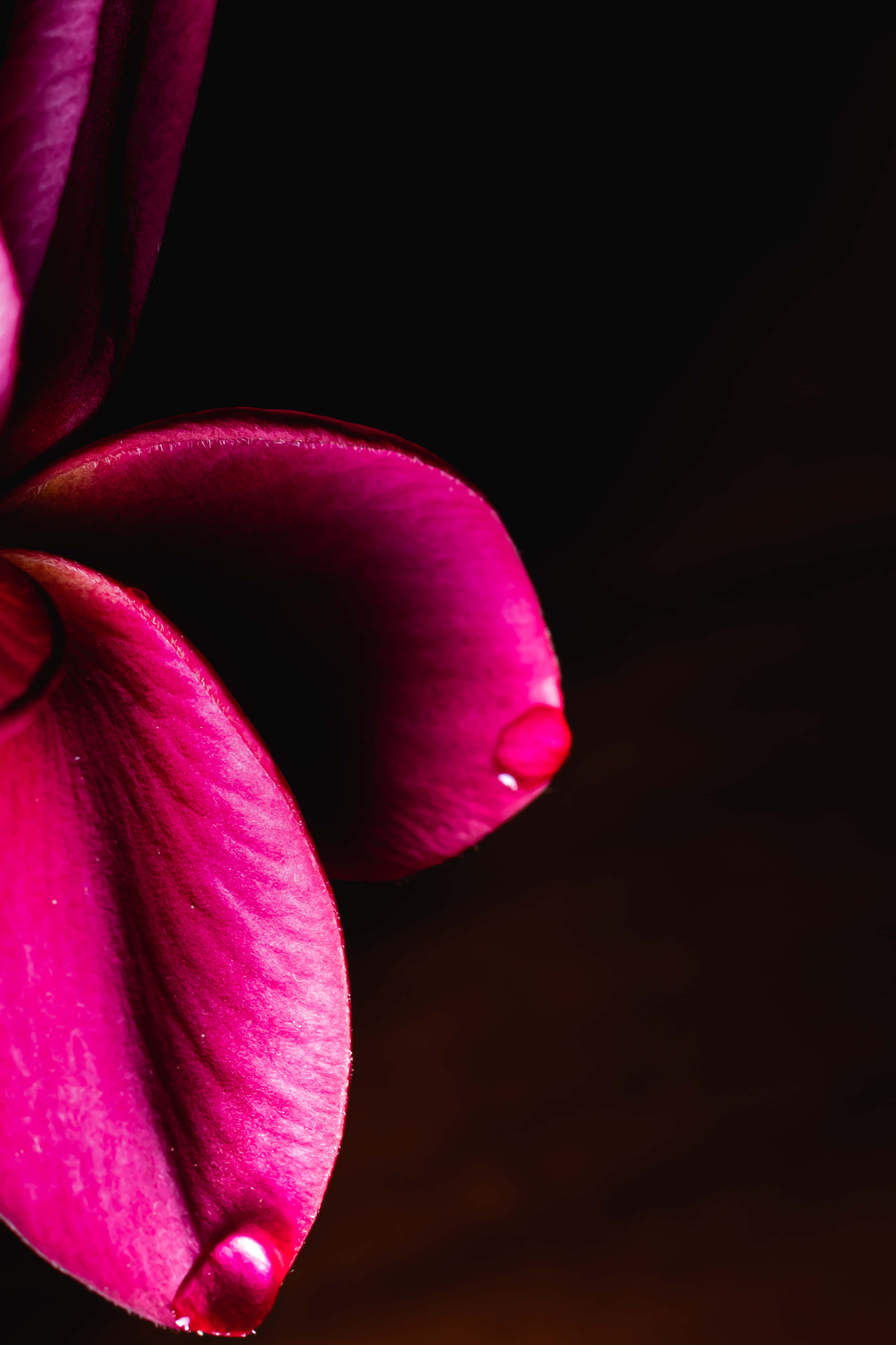 Burgundy Flower, magenta flower, deep black background, 4K Phone Wallpaper